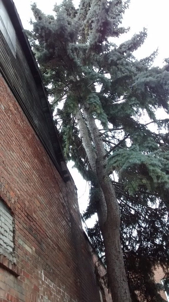 Great Toronto tree hunt - NOW Magazine