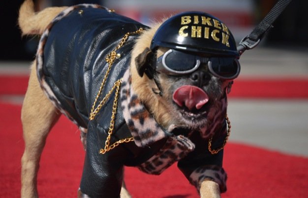 A photo of a dog wearing a leather jacket and a hat that reads biker chick