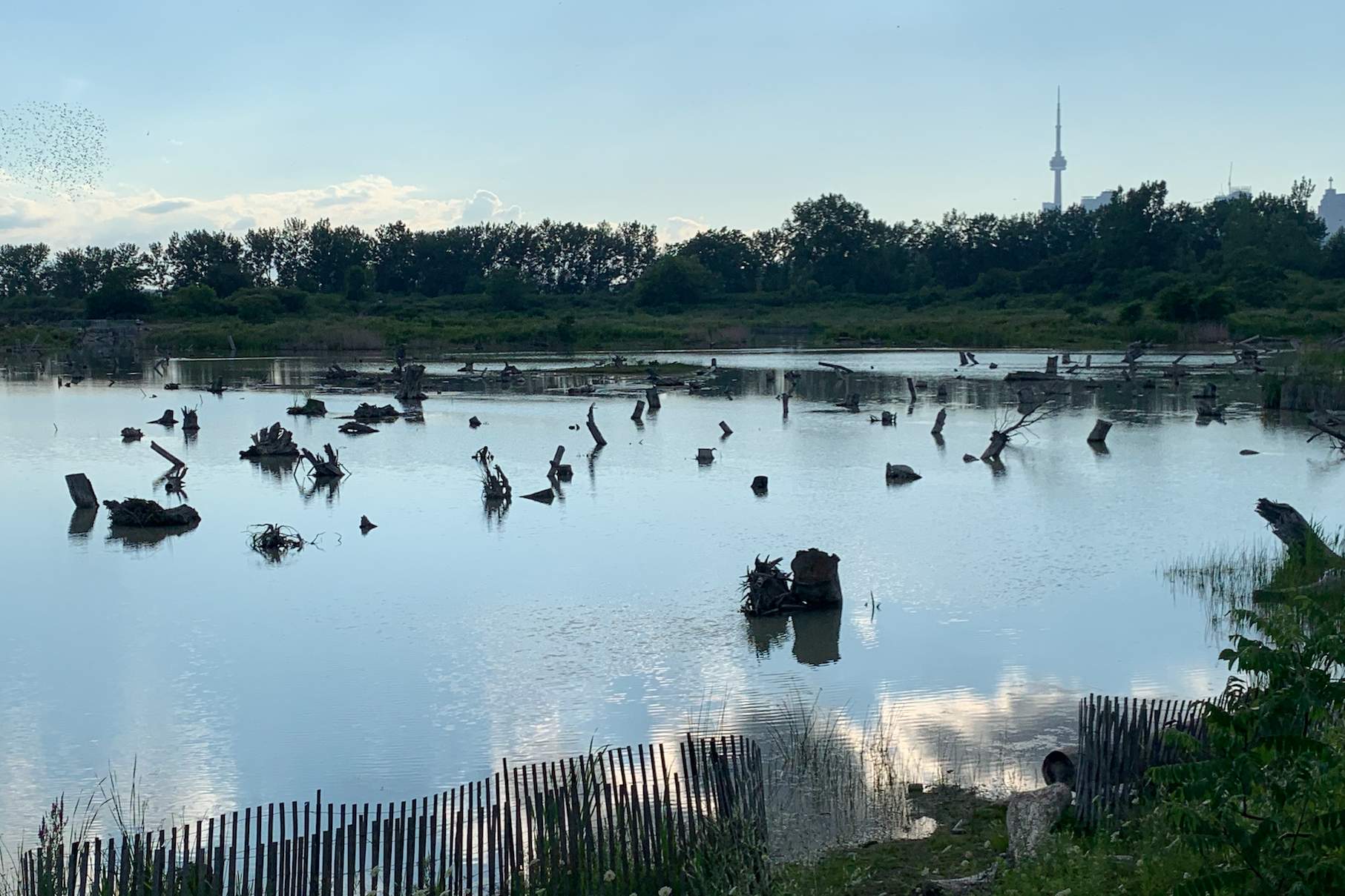 Pandemic walk: Tommy Thompson Park - NOW Toronto