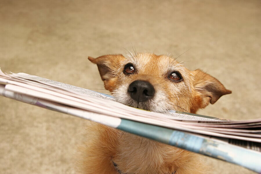 A photo of a dog holding a newspaper