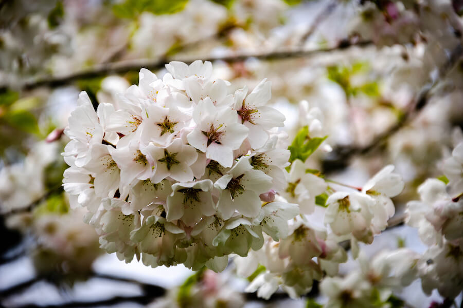 Turn the High Park cherry blossoms cam over to artists NOW Toronto