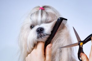 Shit tzu dog grooming with comb and scissors