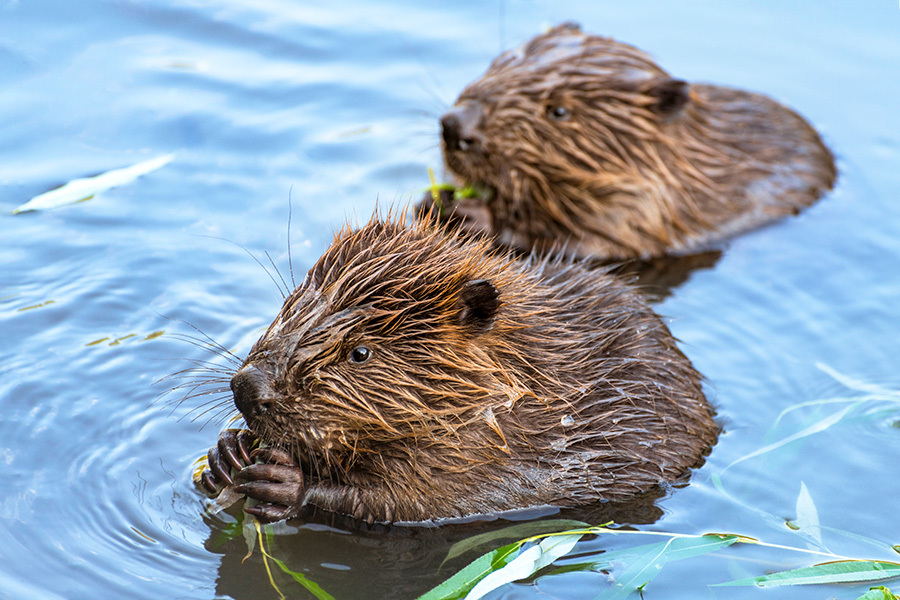 Beavers are natural ecosystem engineers