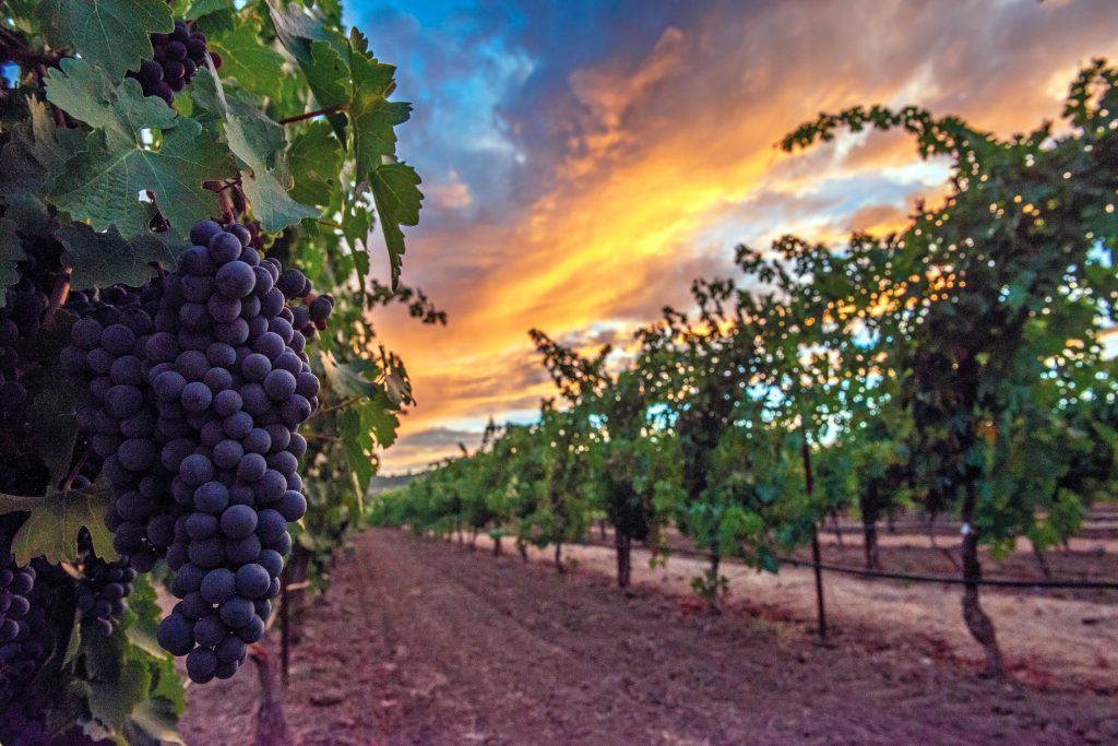 Napa Valley, DINE and Destinations, Wine Issue