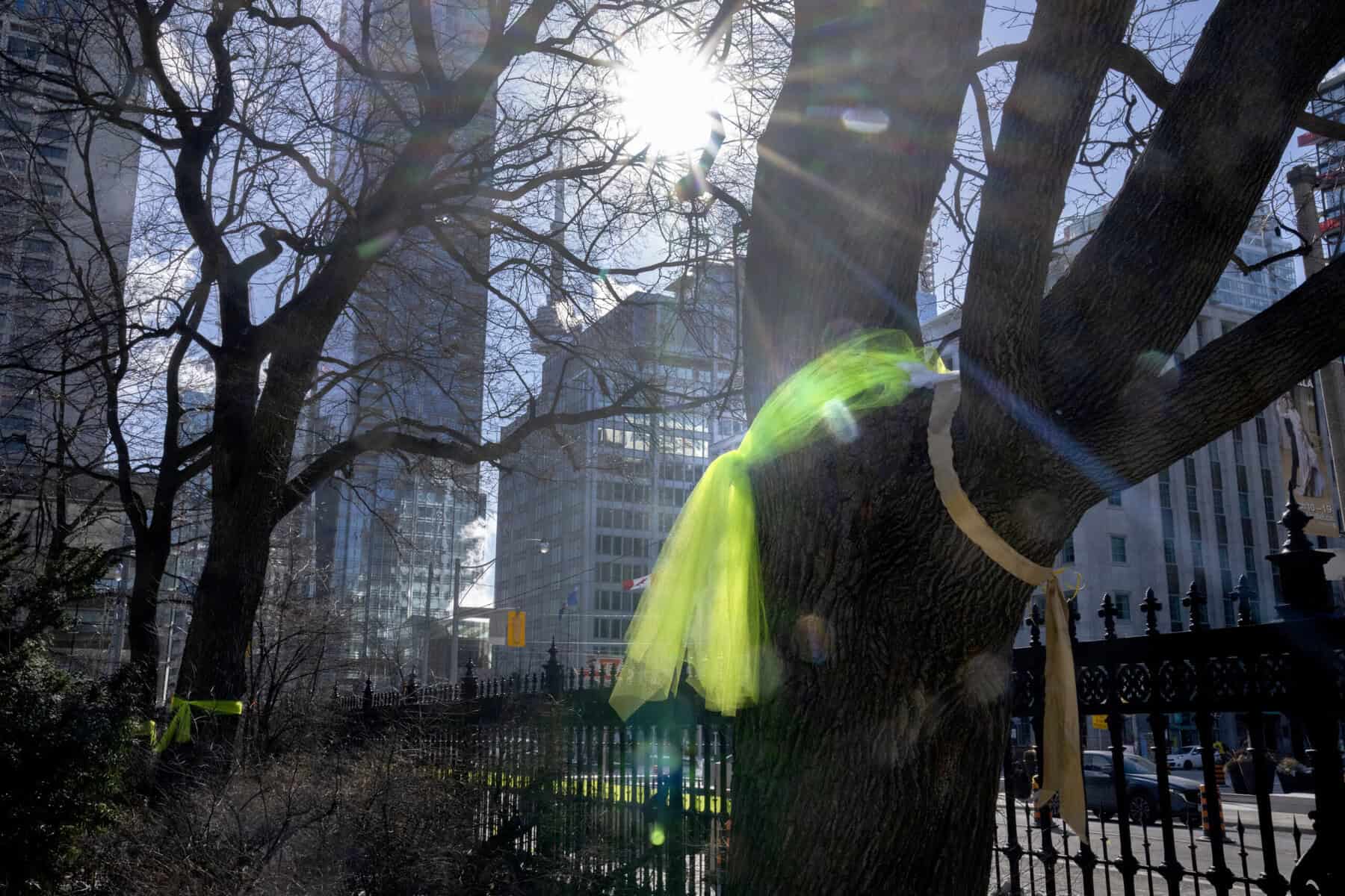 Metrolinx to postpone cutting of historic trees at Toronto’s Osgoode