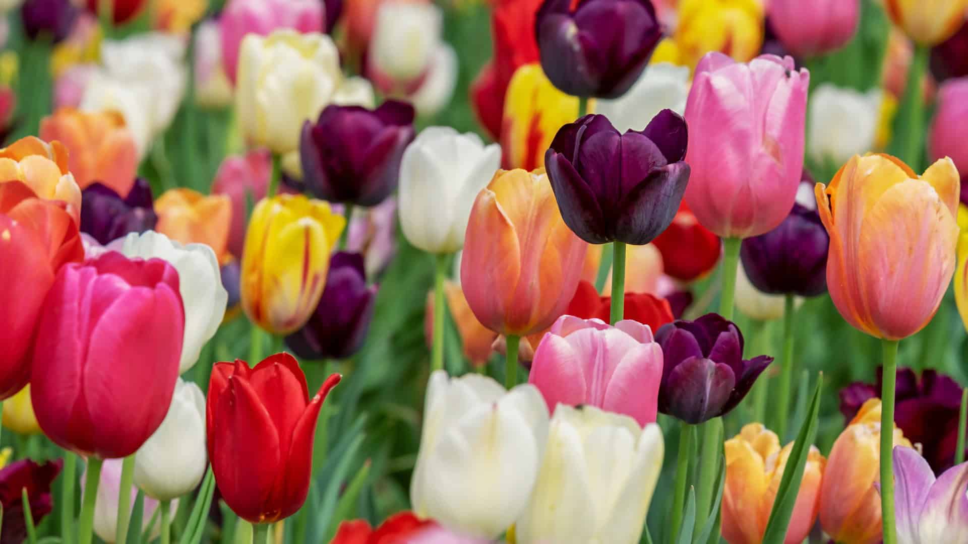 Bright colorful tulips in a garden, showcasing spring flowers and vibrant floral display in Toronto.