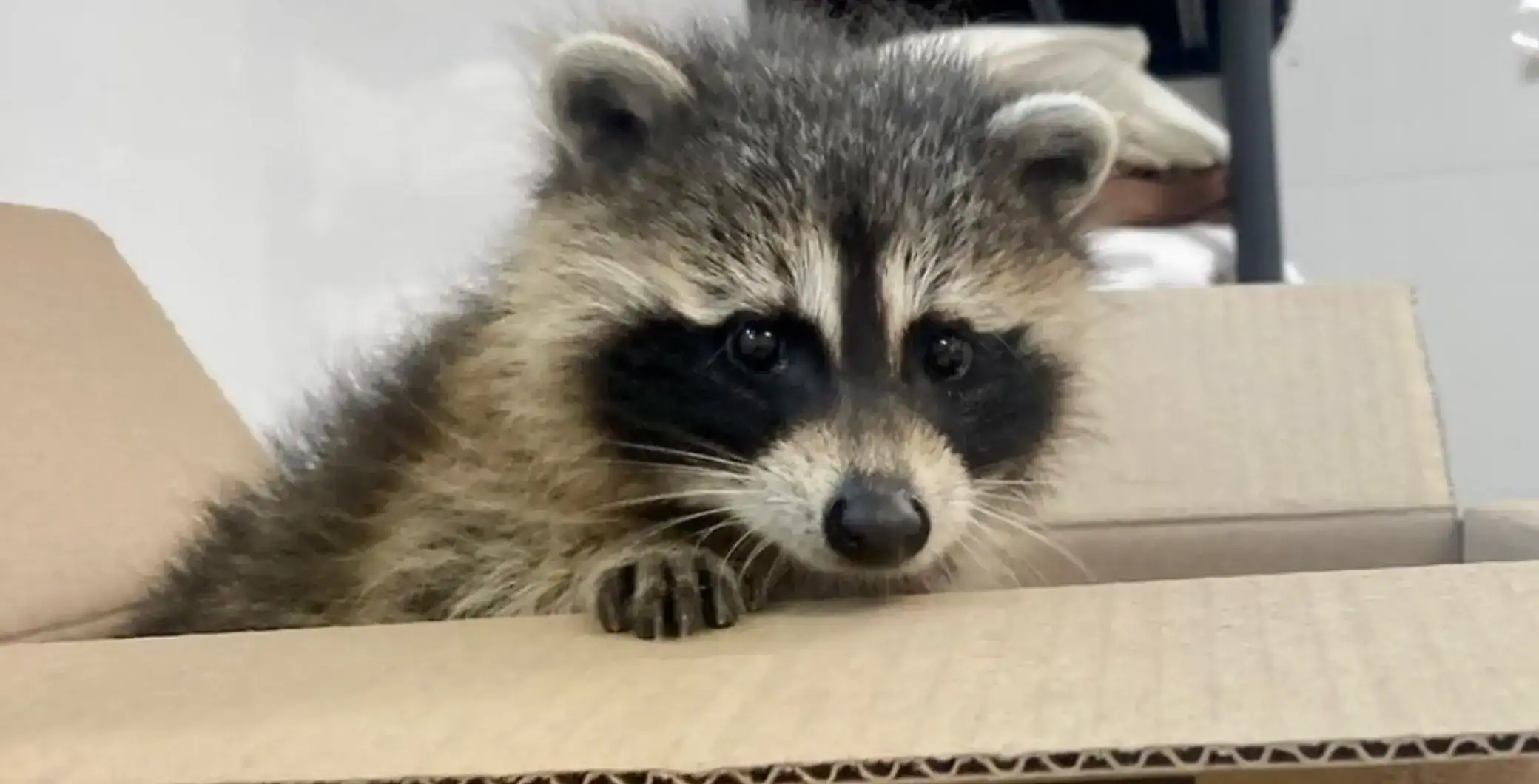 Raccoon found in drunk driver’s car receives clever name from Ontario
