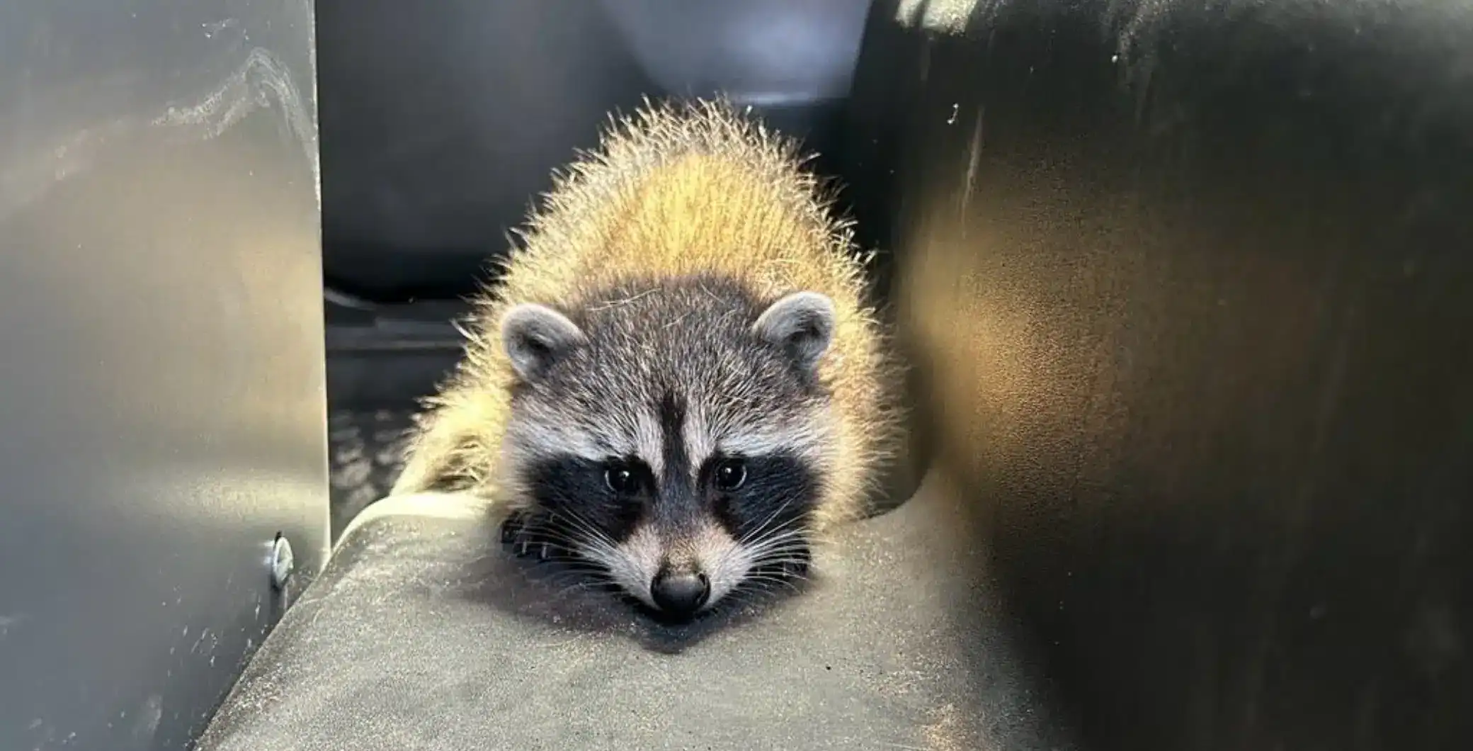 Huntsville OPP find baby racoon in car after stopping driver for