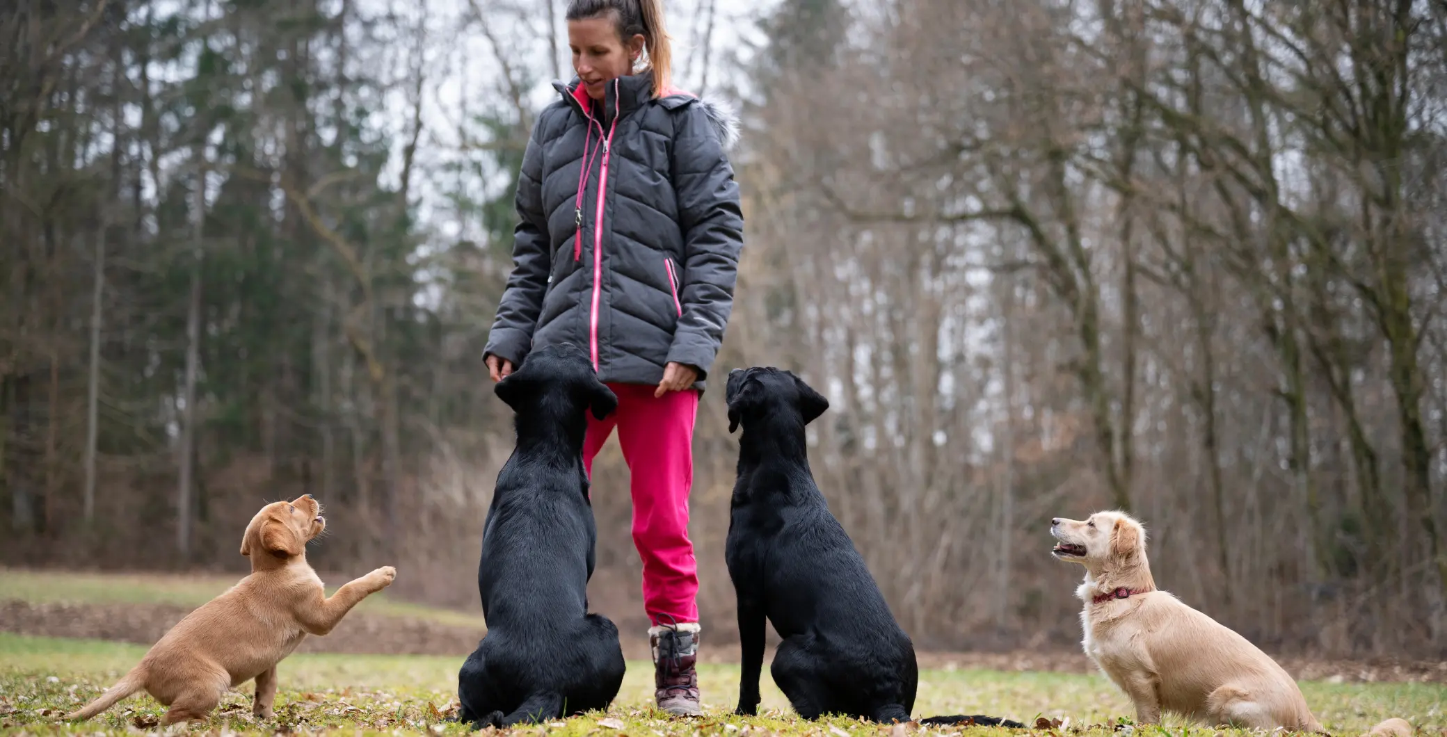 Owning a dog in Canada will cost you over 3,000 in 2024 study NOW