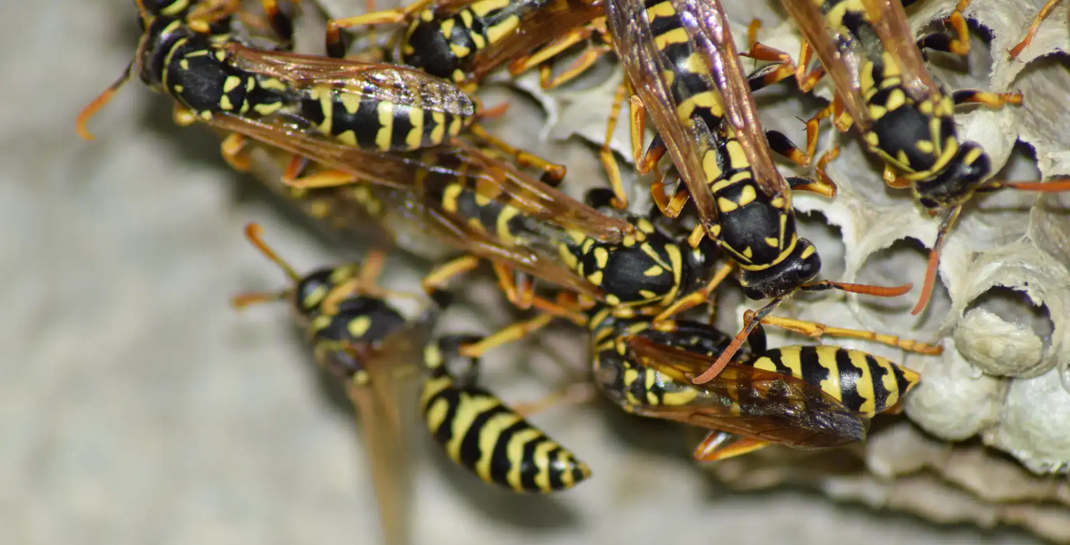 Colourful wasps on a hive comb closeup.