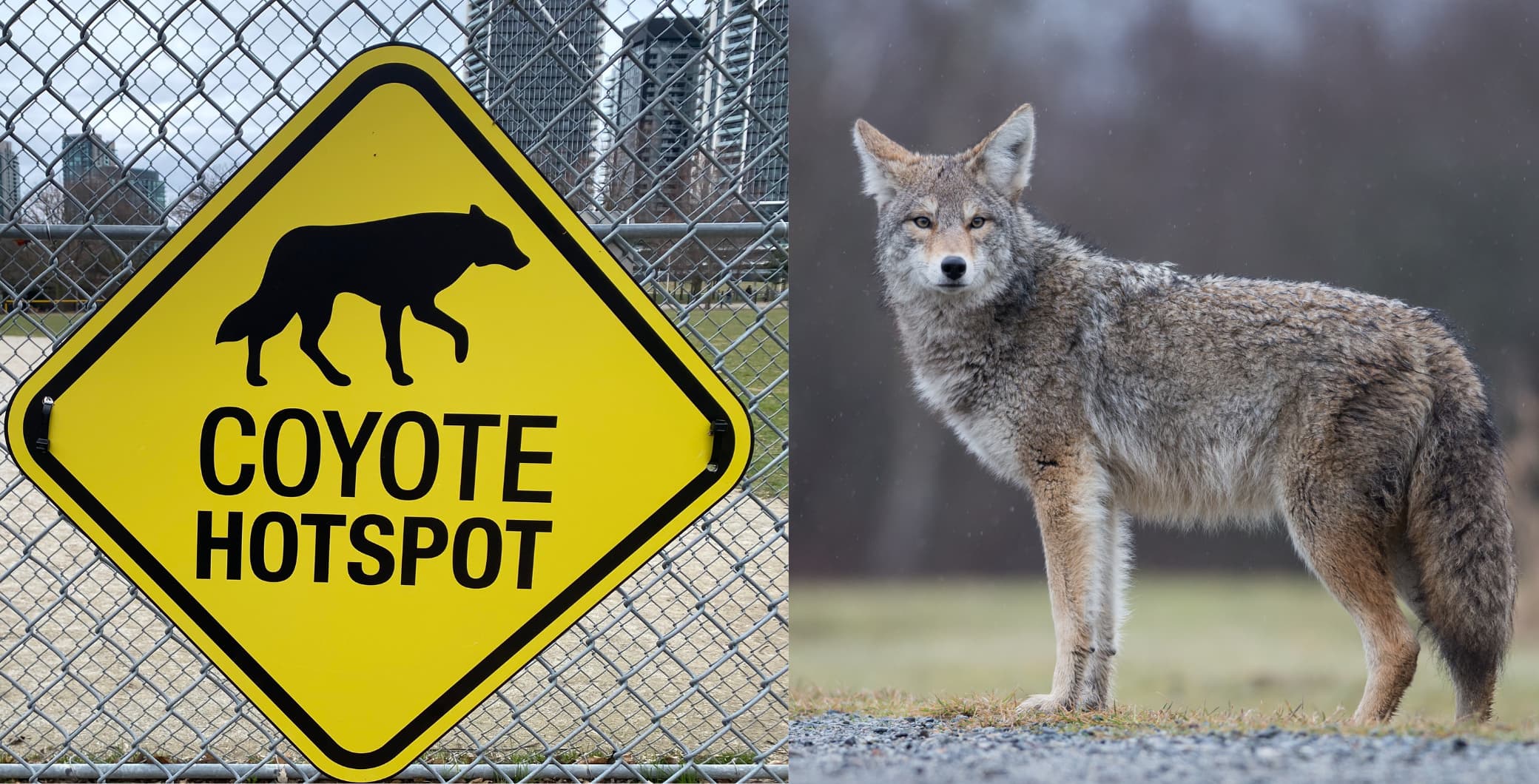 Coyote hotspot