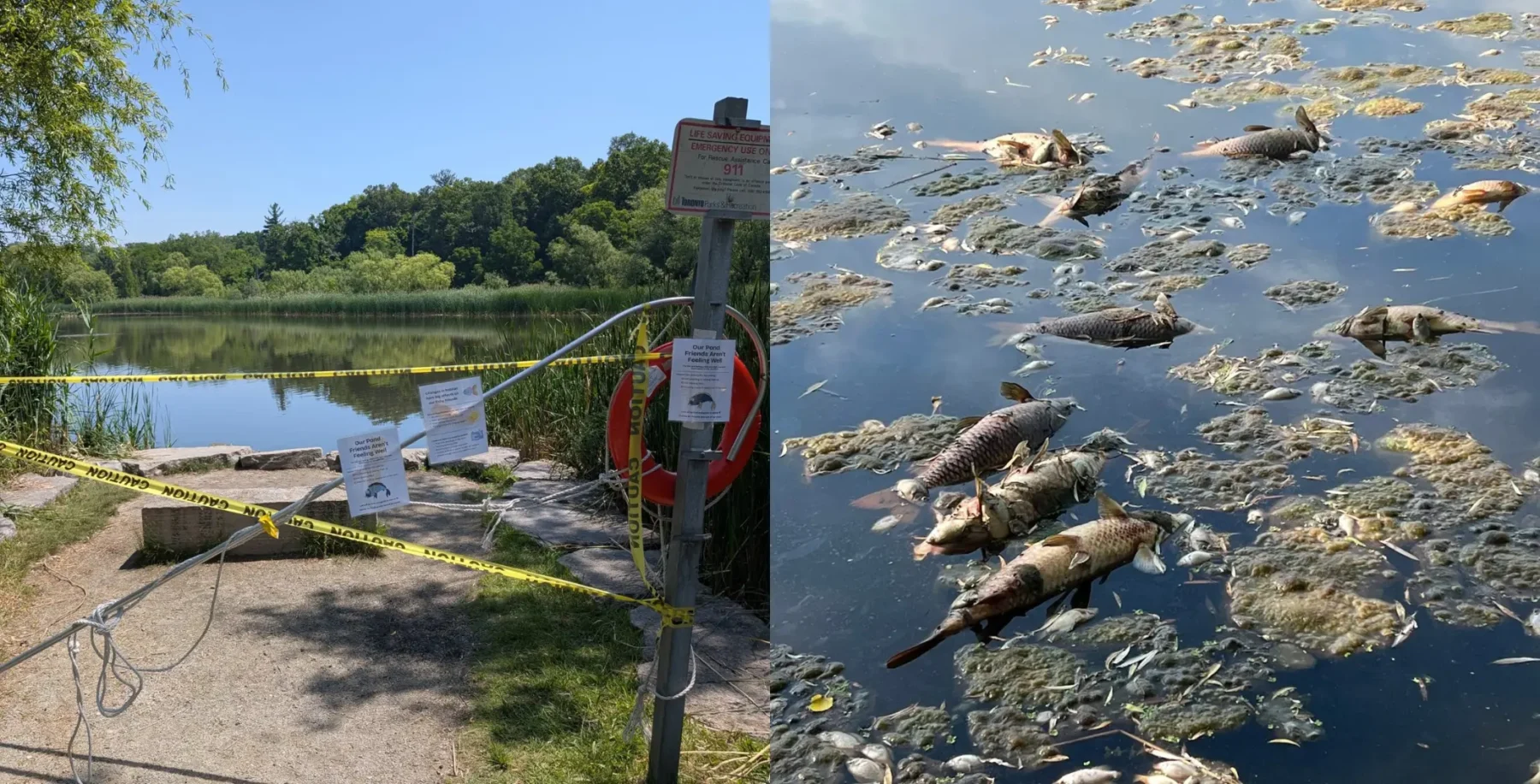 Dead fish