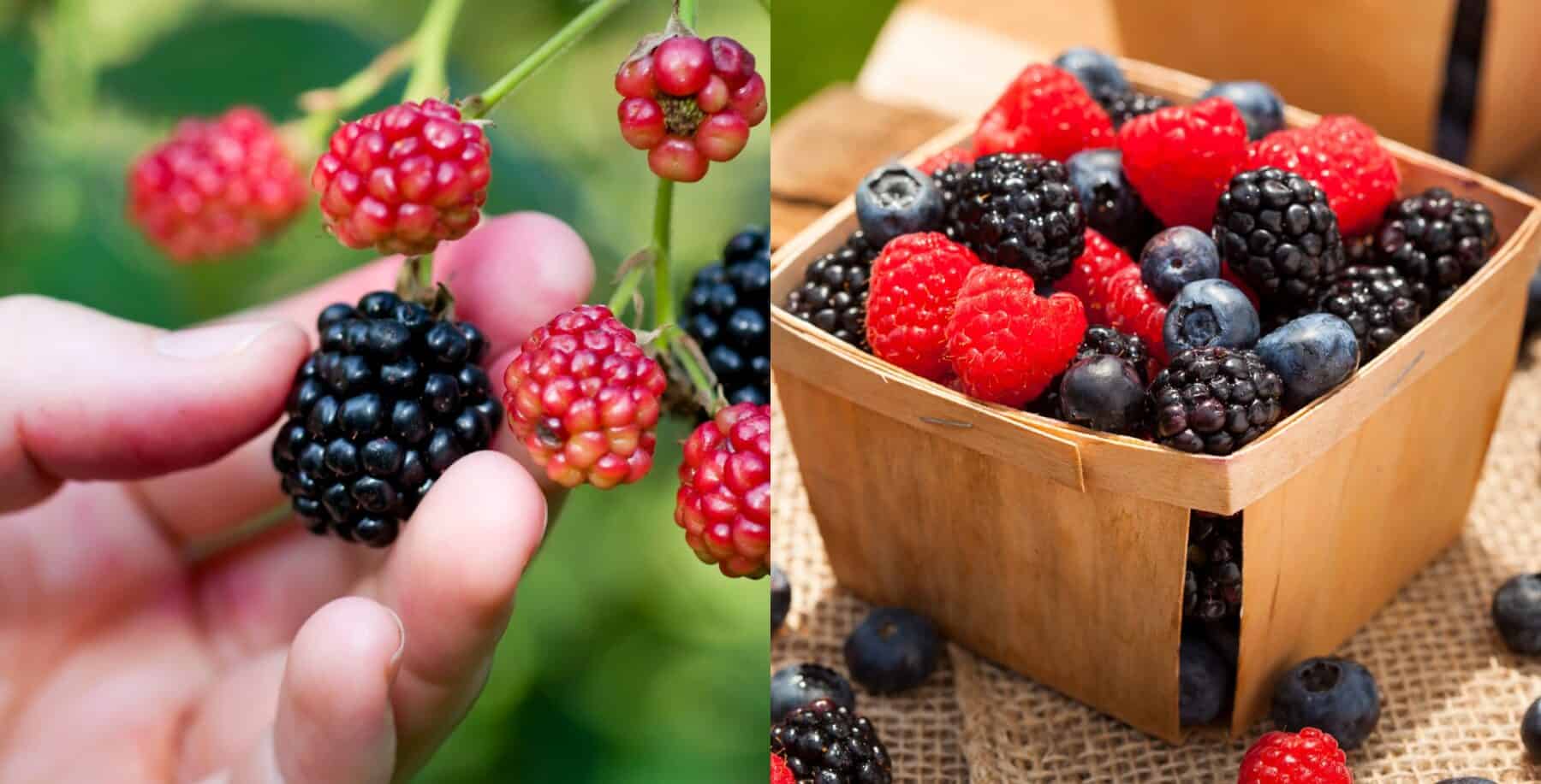 berry picking