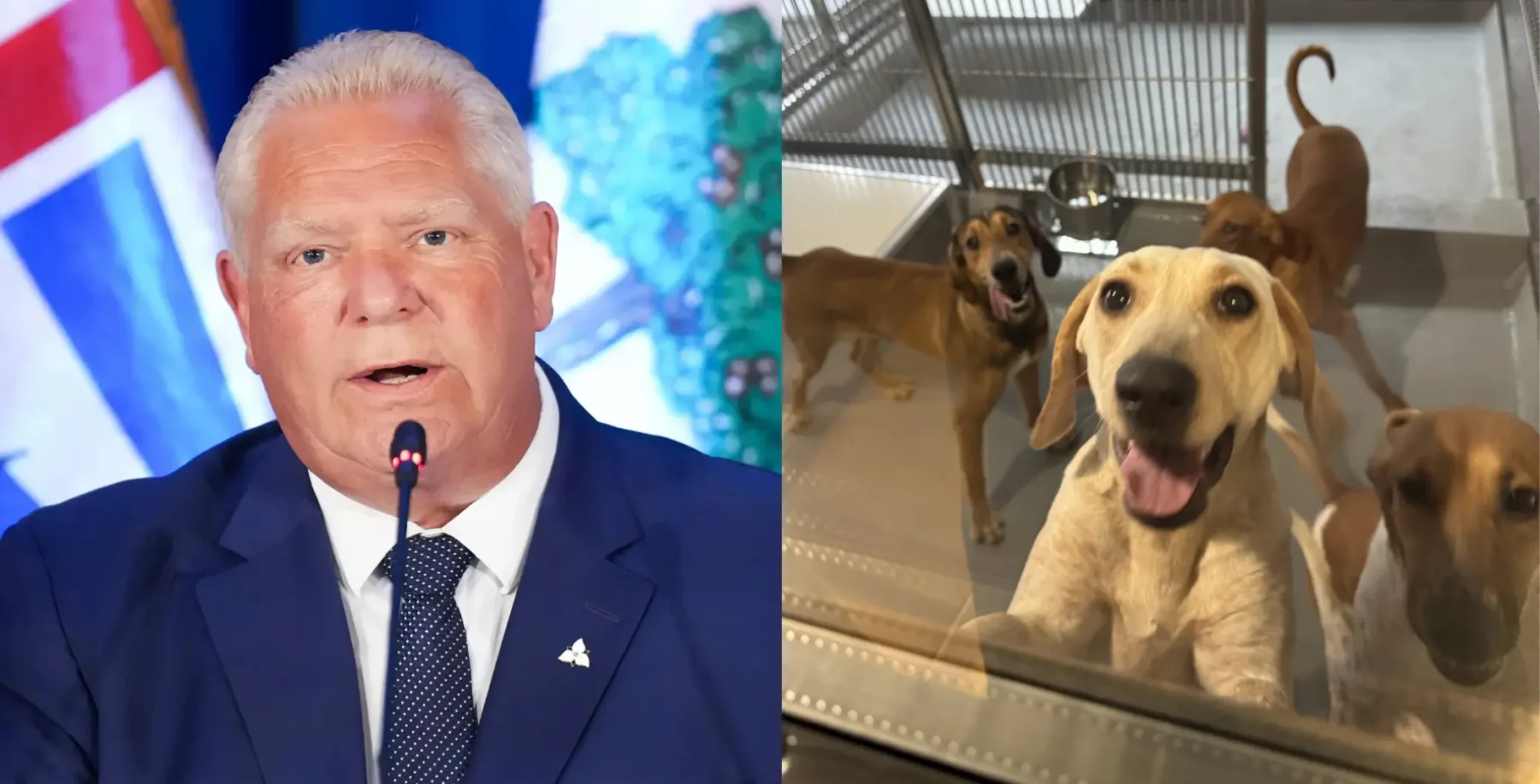 St. Josephs dog experiments