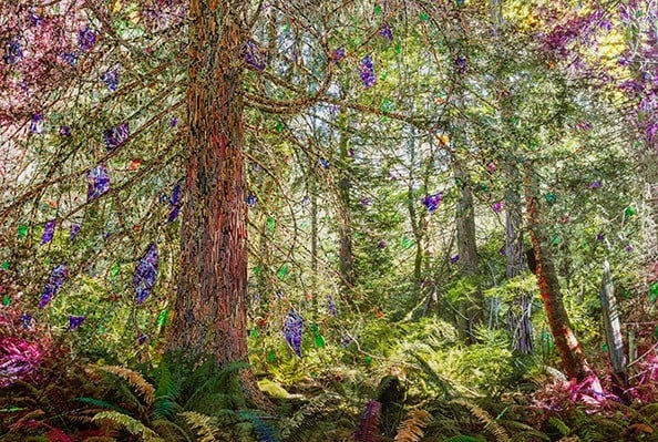 sarah-anne-johnson-a-mountain-and-a-forest.png