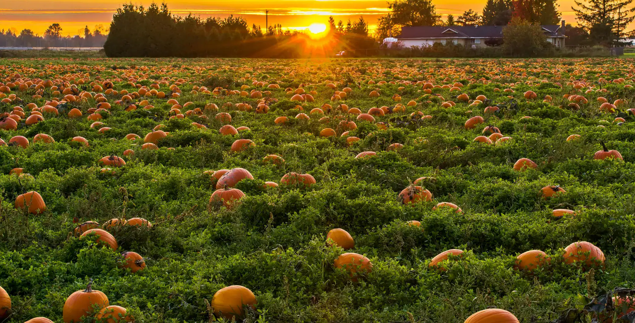 pumpkin patch
