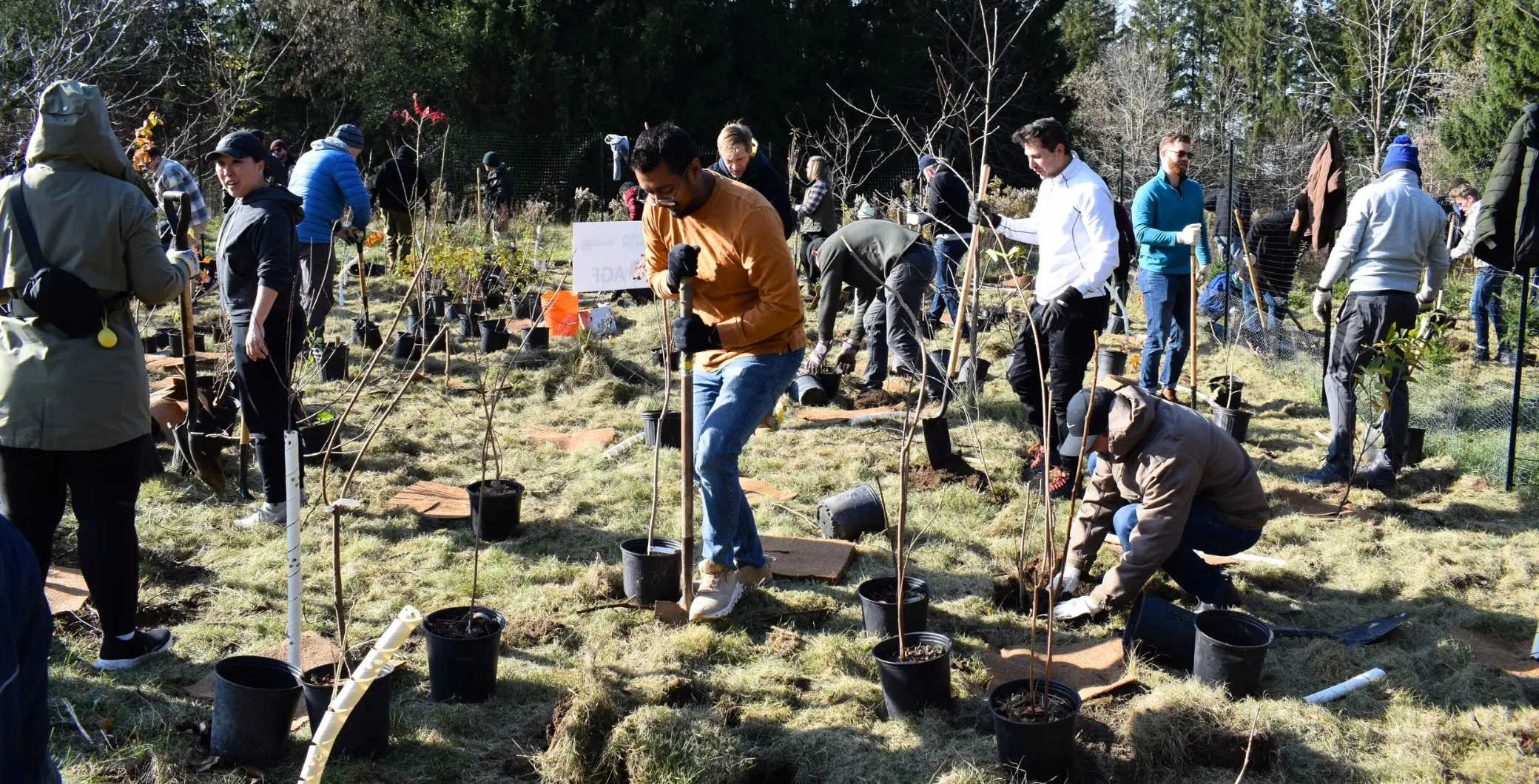 Climate relief, cleaner air, healthier neighbours; here’s why this non-profit is planting over 74k trees across Canada