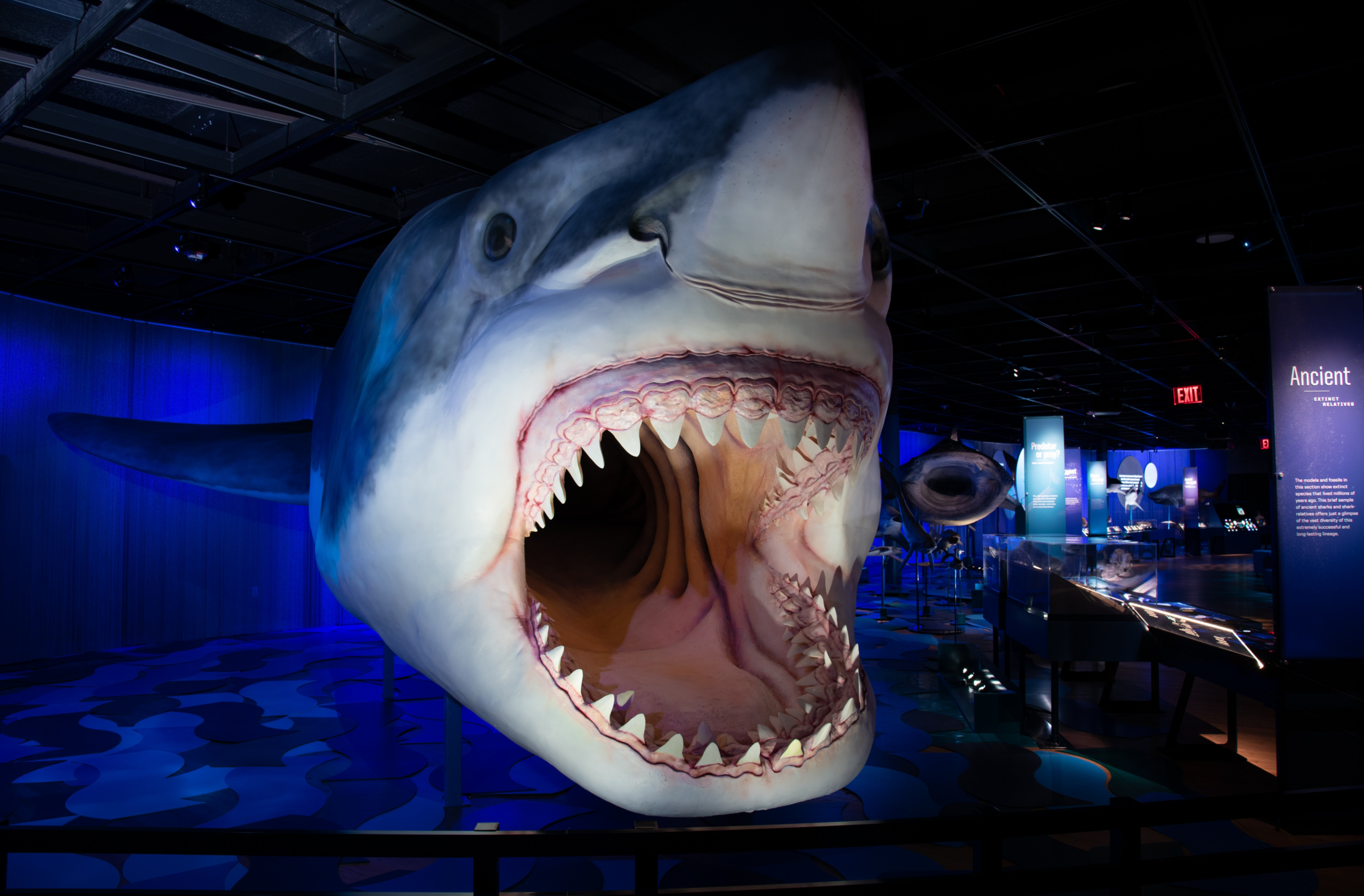 sharks-at-rom.png