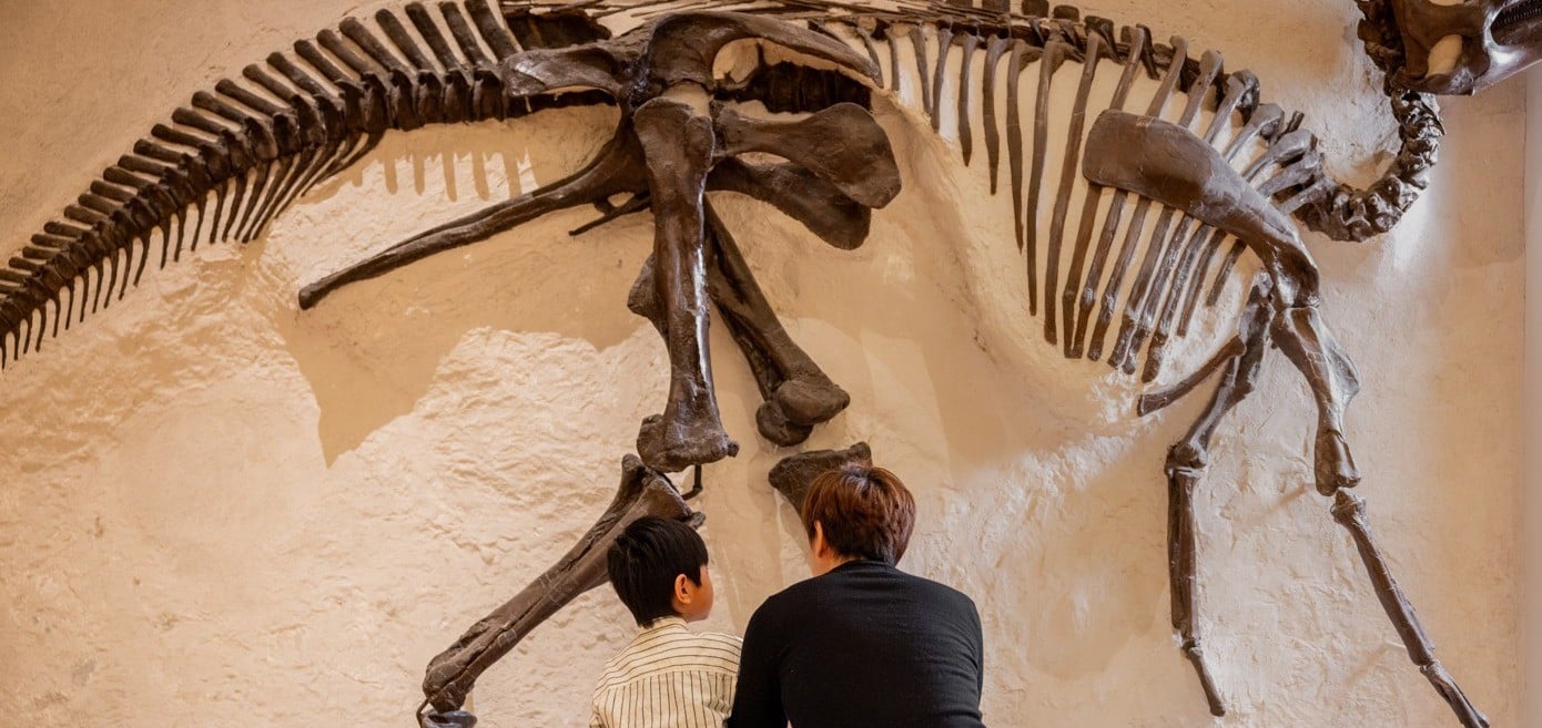 third-tuesday-nights-free-at-rom.png
