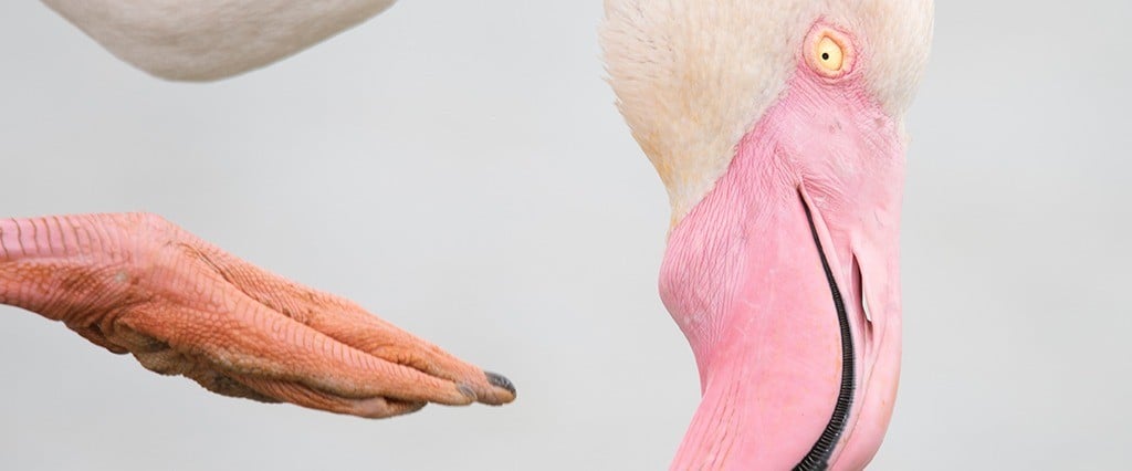 wildlife-photographer-of-the-year-at-rom.png