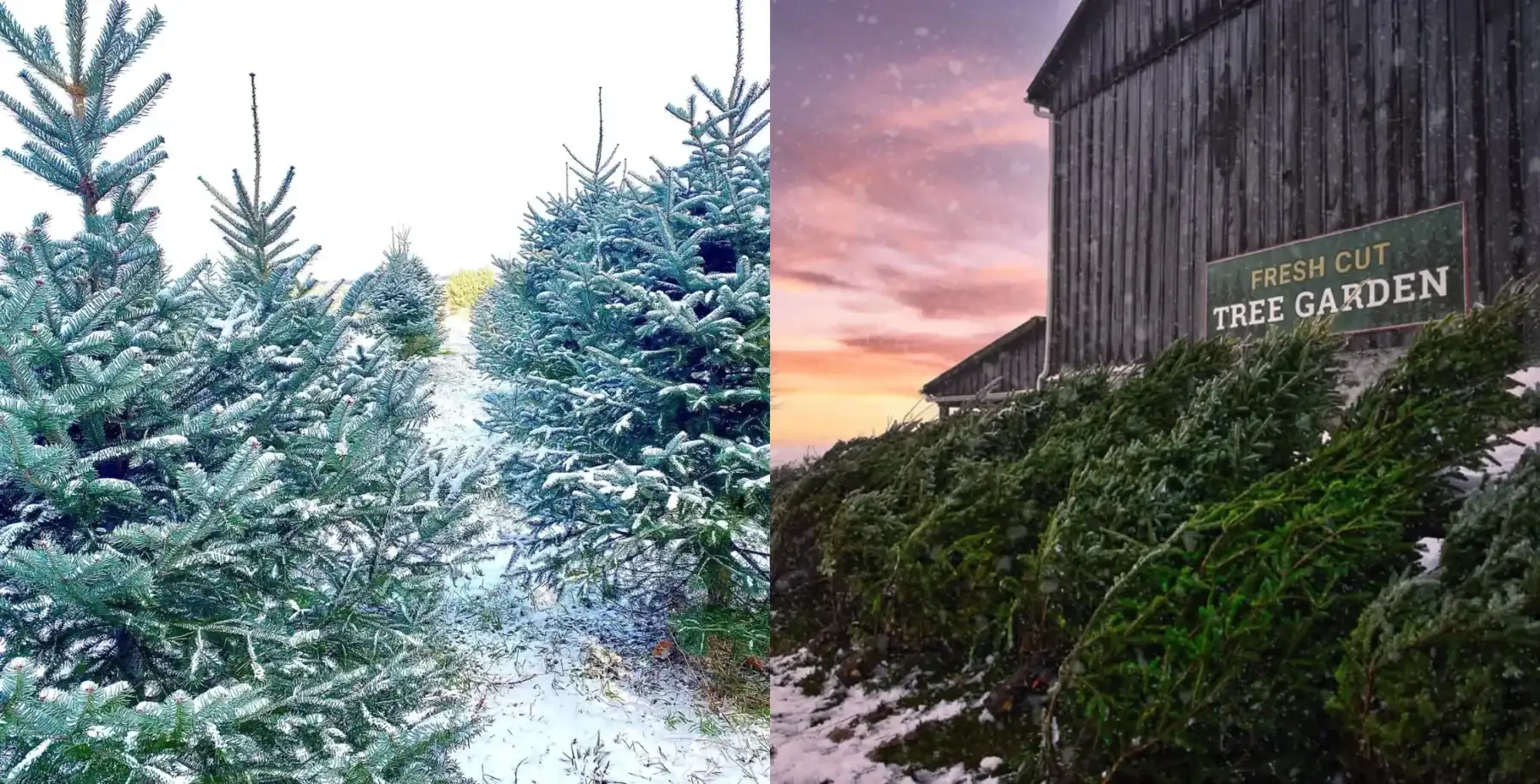 Christmas-Trees
