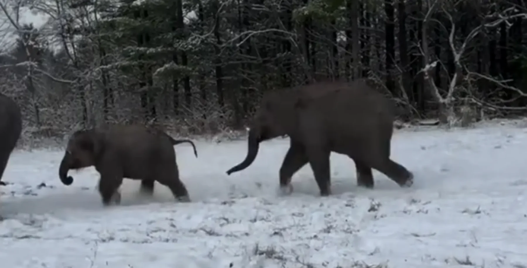 Elephants in snow at African Lion Safari