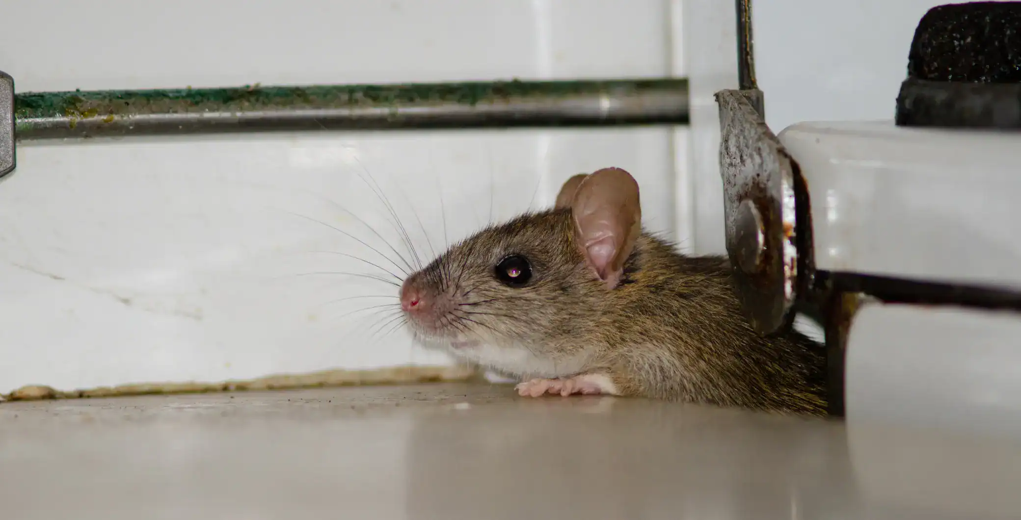 Toronto is once again leading a rank of the rattiest cities in the country, followed by several other cities in Ontario.