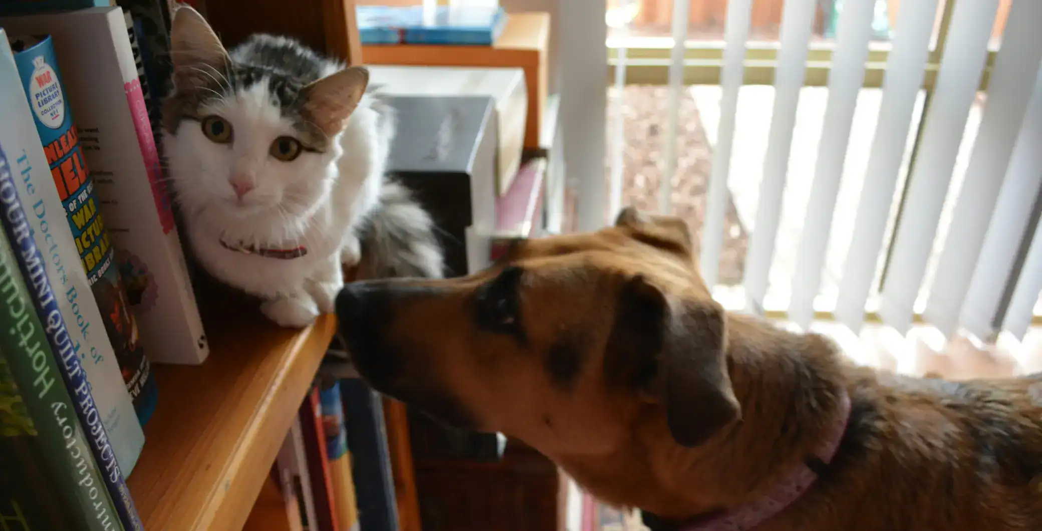 A Toronto-based home wellness designer is sharing how Torontonians can enhance their pet’s energy using traditional Feng Shui principles.