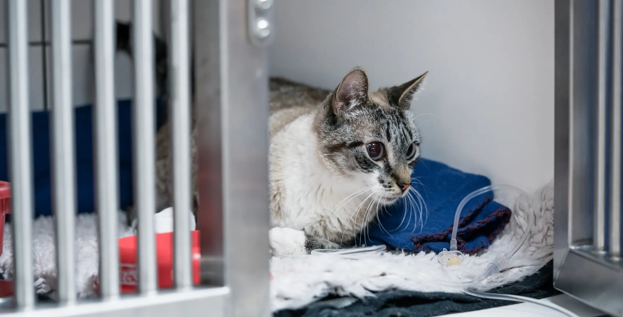 Ontarians could see the banning of unnecessary pet surgeries like declawing, ear cropping and debarking later this year.