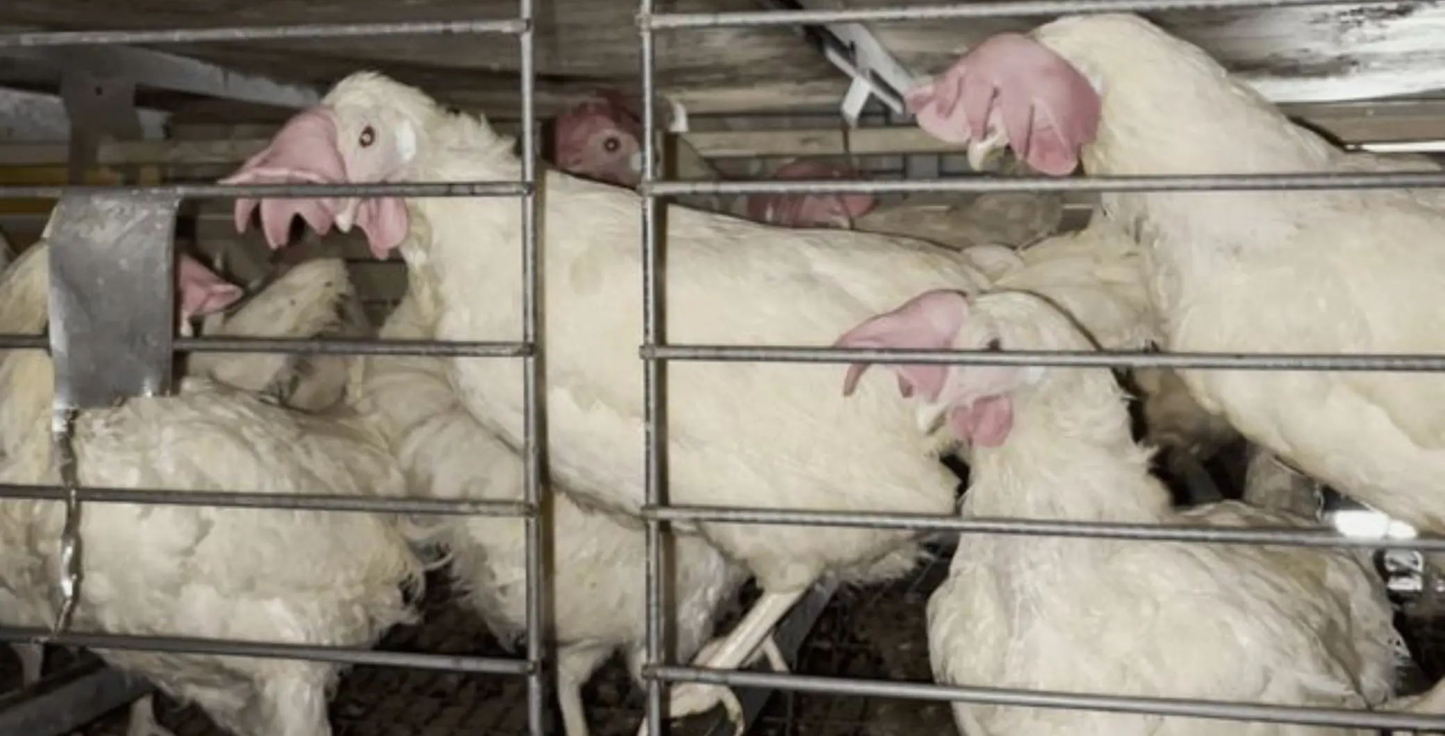 ‘A major source of cruelty,’ Canadian animal advocacy group exposes alleged animal cruelty case linked to Farm Boy’s egg supply