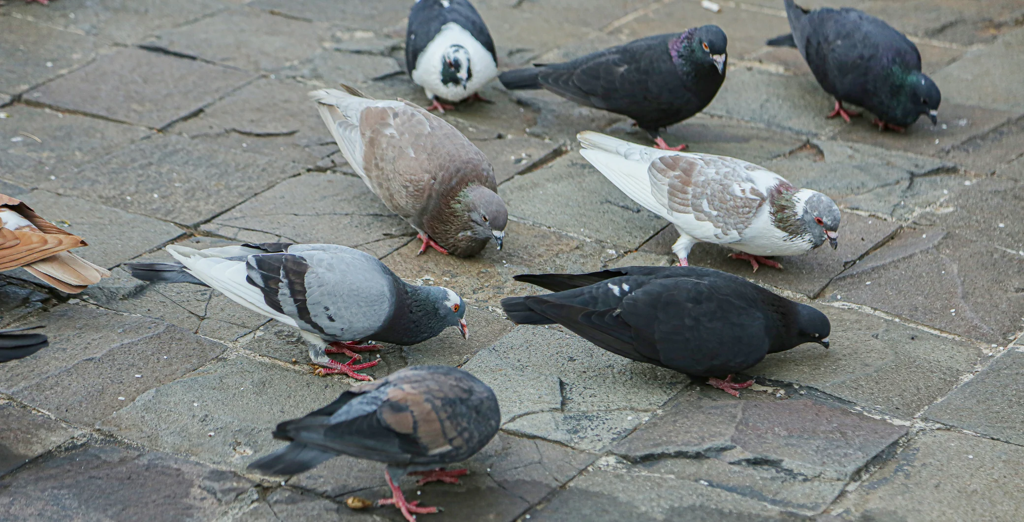Have you ever wondered why the pigeons in Toronto seem to look more rotund than pigeons from other cities?