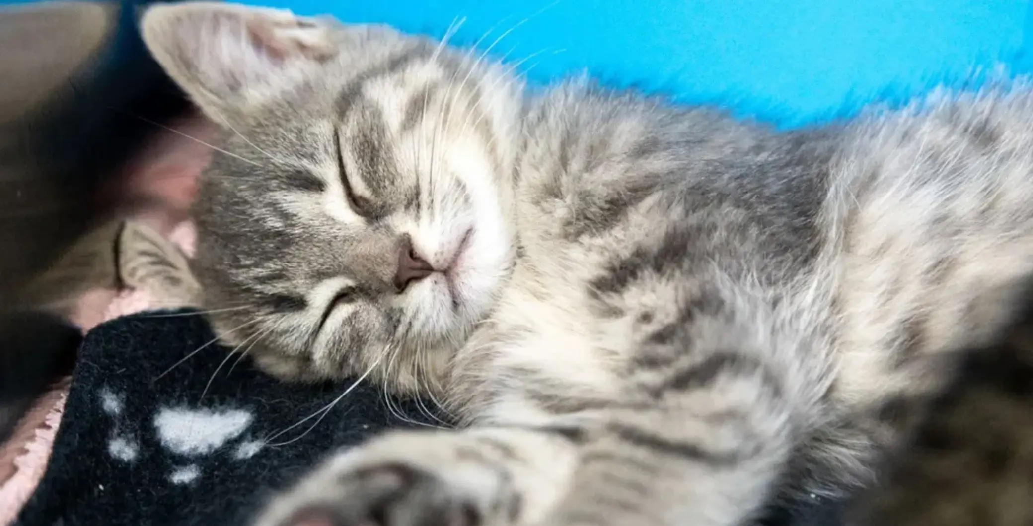 Revenge is a dish best served neutered. Take a look inside Hamilton/Burlington SPCA's “Name & Neuter your ex” program this Valentine’s season.