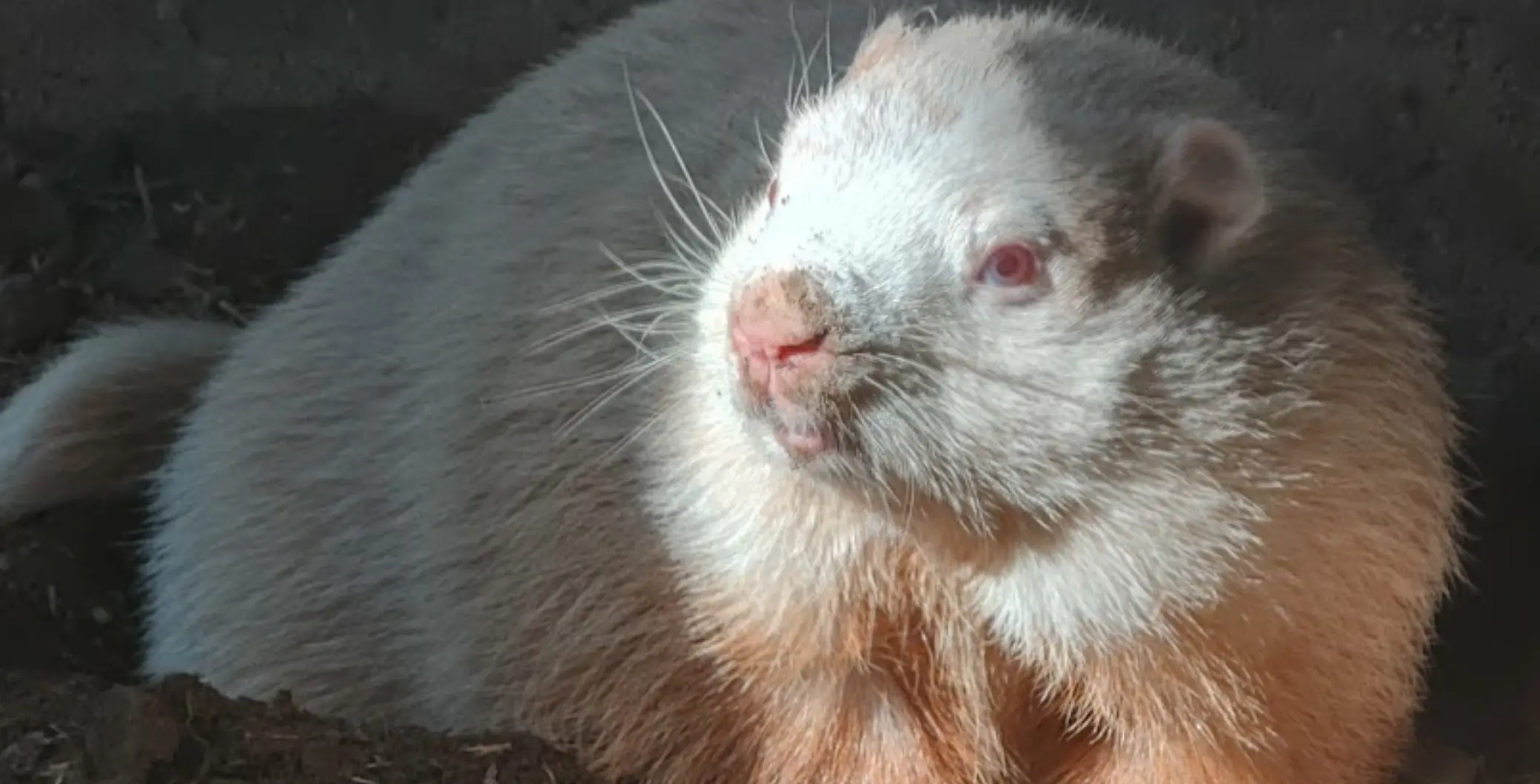 Canadians react: Weather-predicting groundhog Wiarton Willie is dead