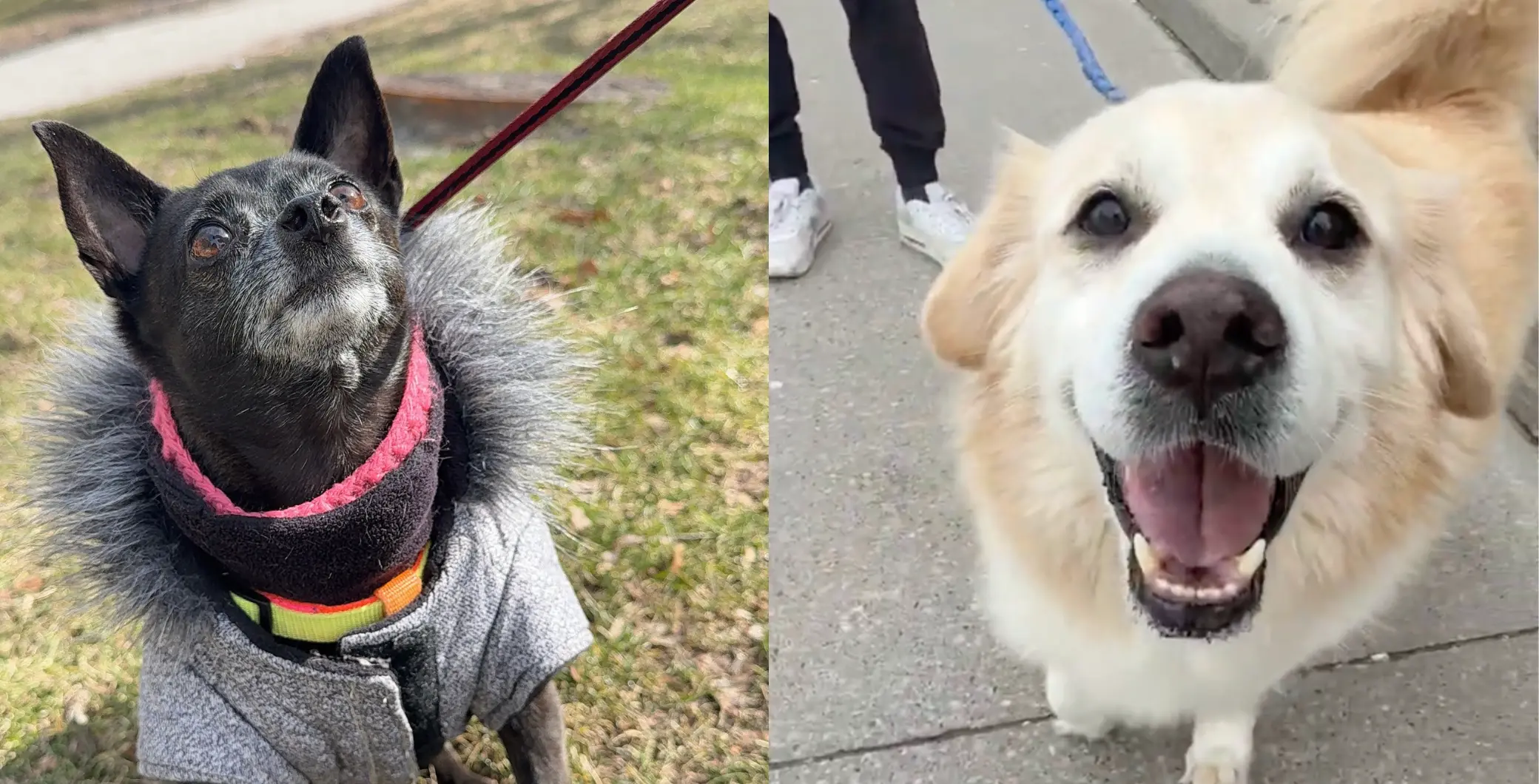 ‘They bring extra joy,’ Study suggests pets are improving Canadians’ mental health, and Toronto residents explain why