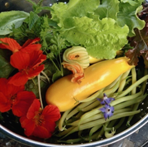 From Balconies to Backyards: Planning a Successful Vegetable Gard