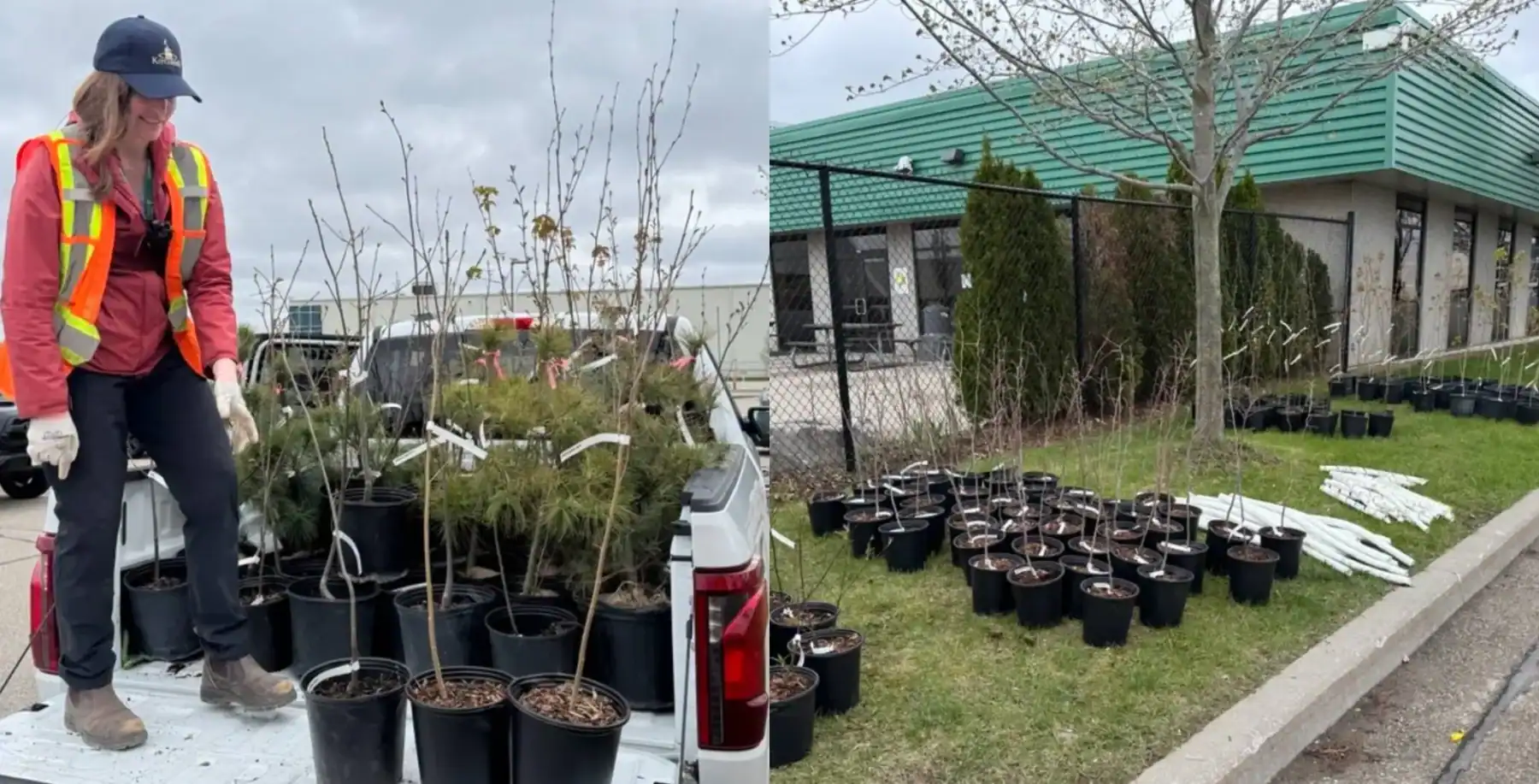 A woman in safety gear unloading potted plants and trees from a truck, with additional plants arranged on the grass outside a building, promoting urban greenery and environmental initiatives.
