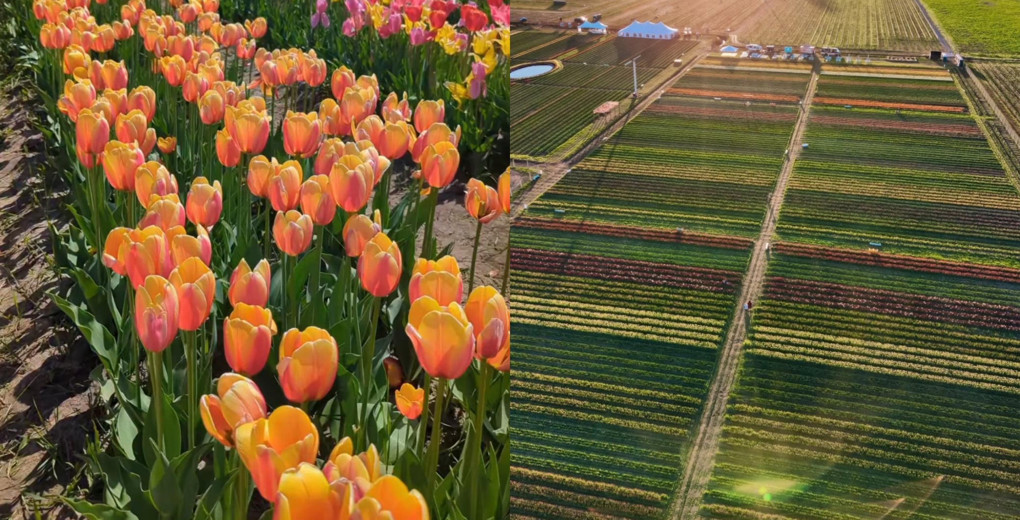 Tulip season in Ontario is almost here — here’s when to go before it’s over