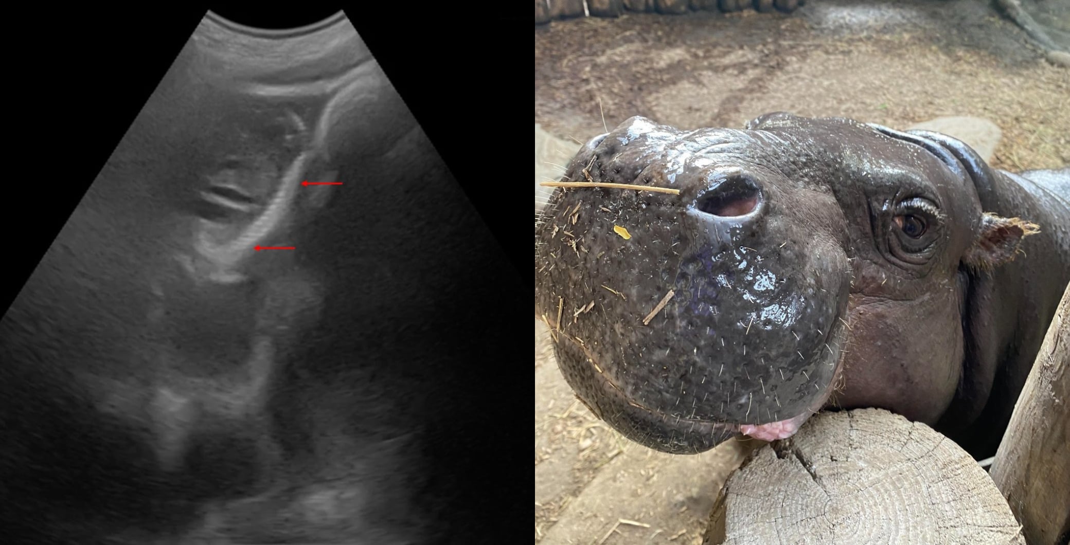 Baby-round up! Multiple new additions to join the Toronto Zoo in 2026