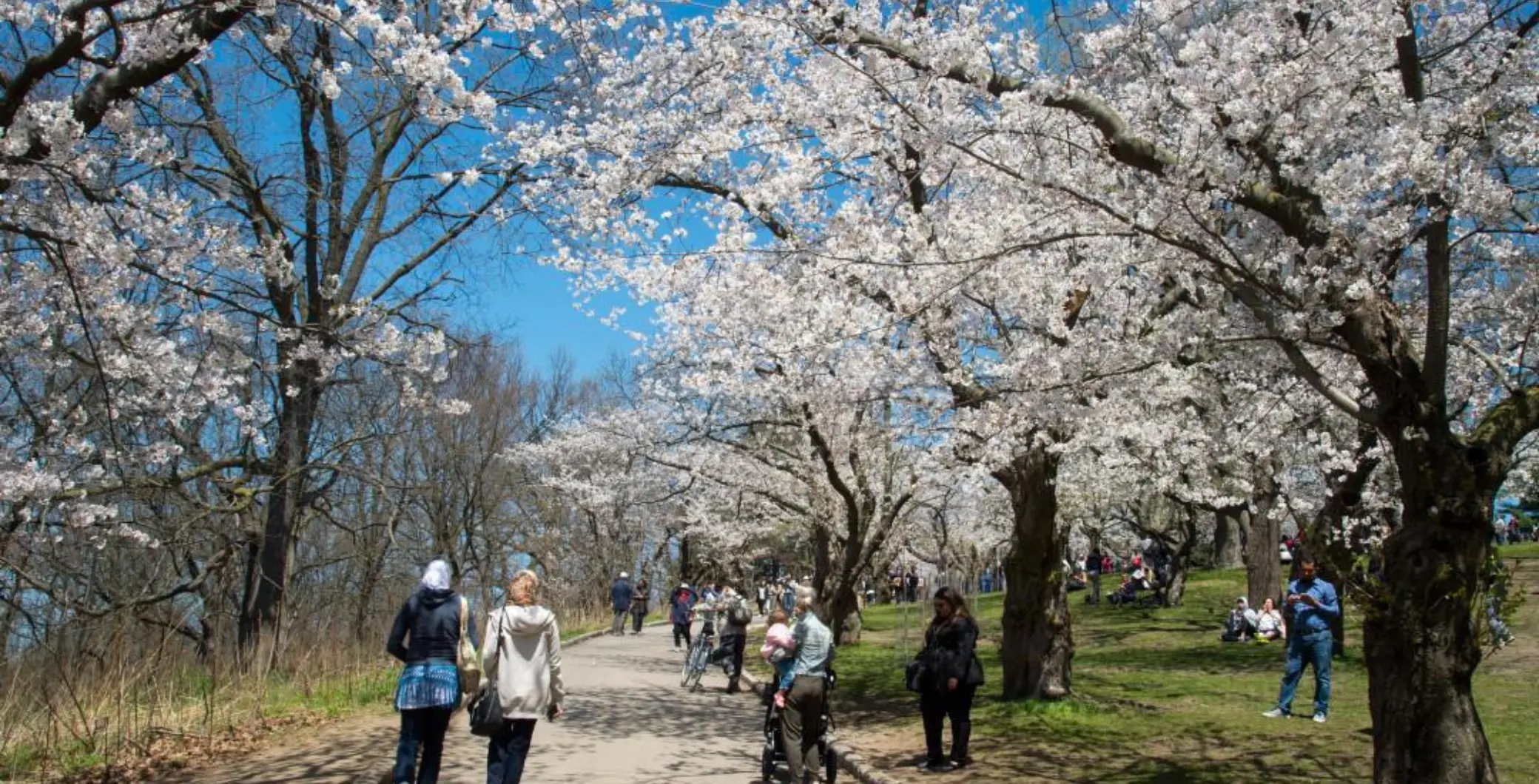 Celebrate Cherry Blossom Season at High Park’s First-Ever Spring Fest
