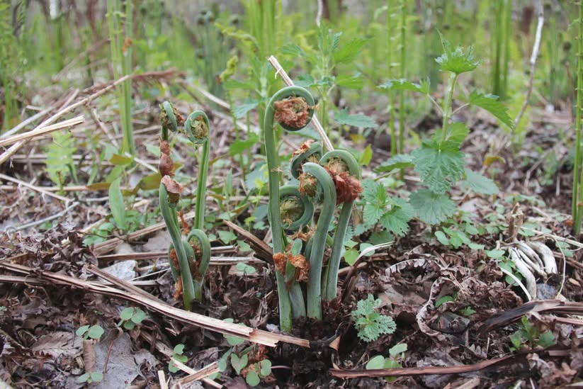 Discovering Wild Foods with Seth Goering