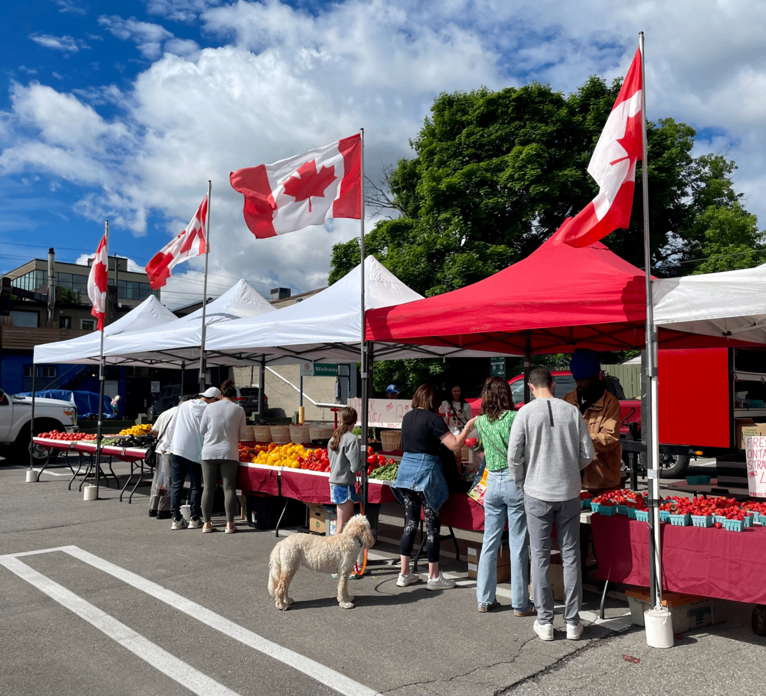 Outdoor farmers market in Toronto featuring fresh fruits and vegetables, with Canadian flags, tents, and shoppers enjoying a sunny day.
