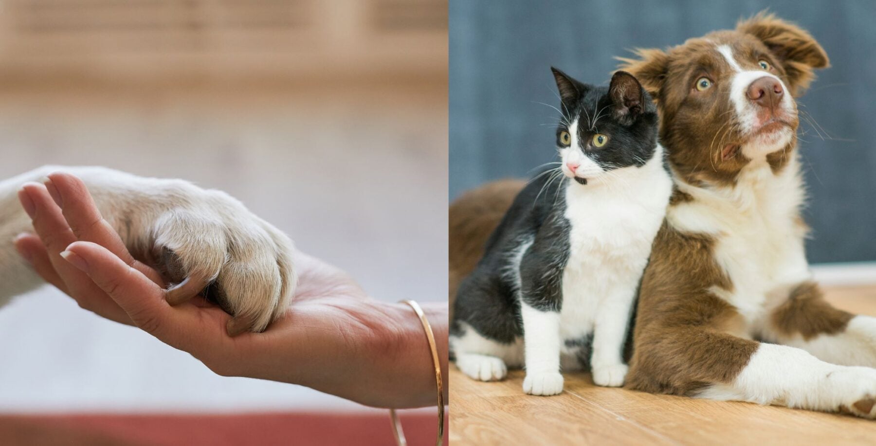 ‘Very high bills’: An expert shares tips to prevent pet emergencies this August long-weekend