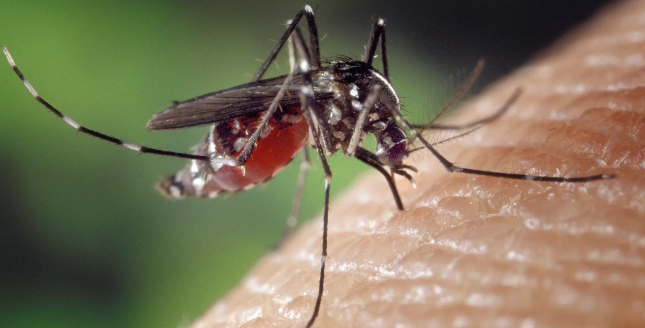 Toronto has detected its first West Nile-positive mosquitoes of the year, prompting public health officials to remind residents to take precautions.