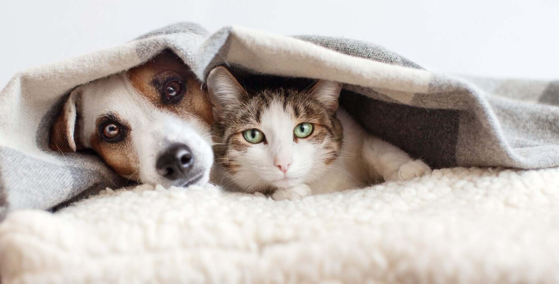 Dog and cat cuddling under a blanket, showcasing pet companionship and comfort.