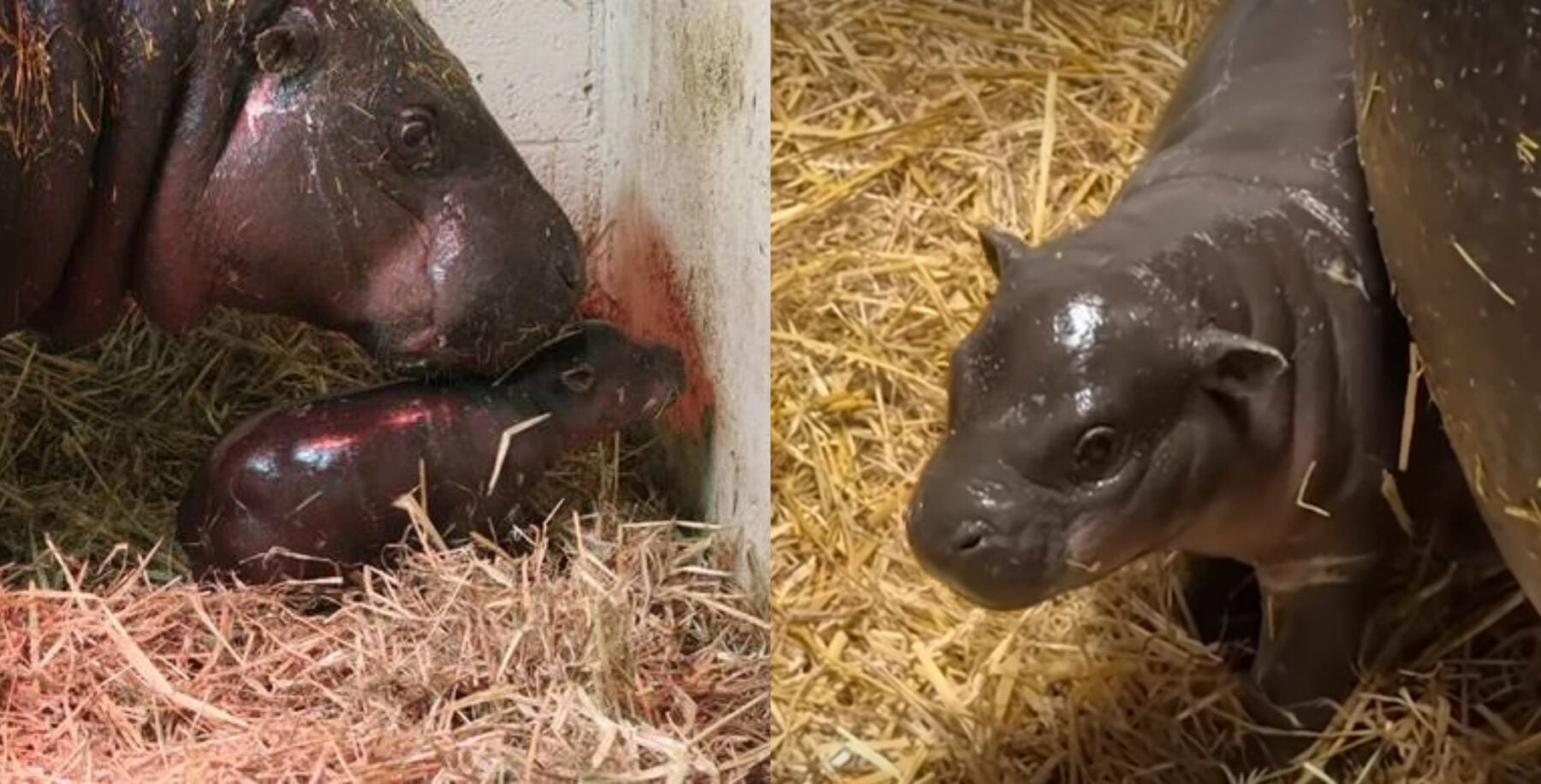 ‘Great choice, Mom!’ Canadians react to name of Toronto Zoo’s baby pygmy hippo