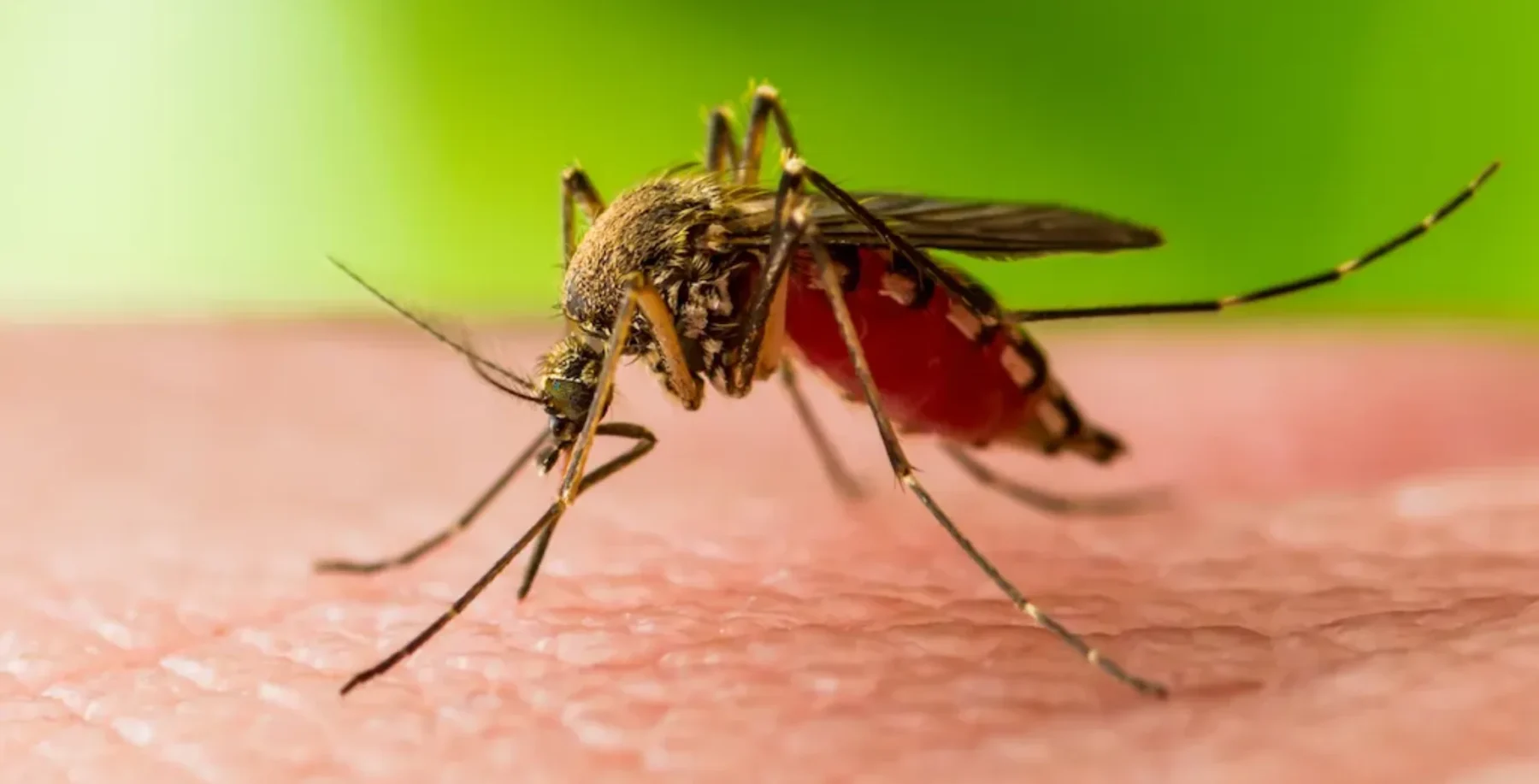 Close-up of a mosquito feeding on human skin, highlighting its proboscis and detailed body features.