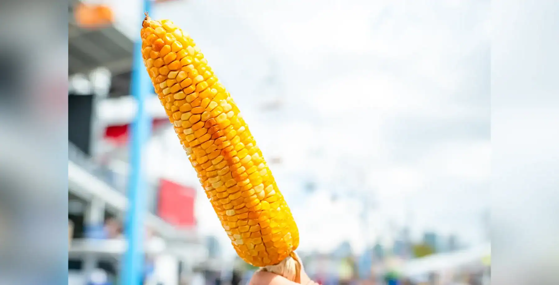Close-up of a fresh, yellow corn on the cob held outdoors with a blurred background of a market or fair setting.