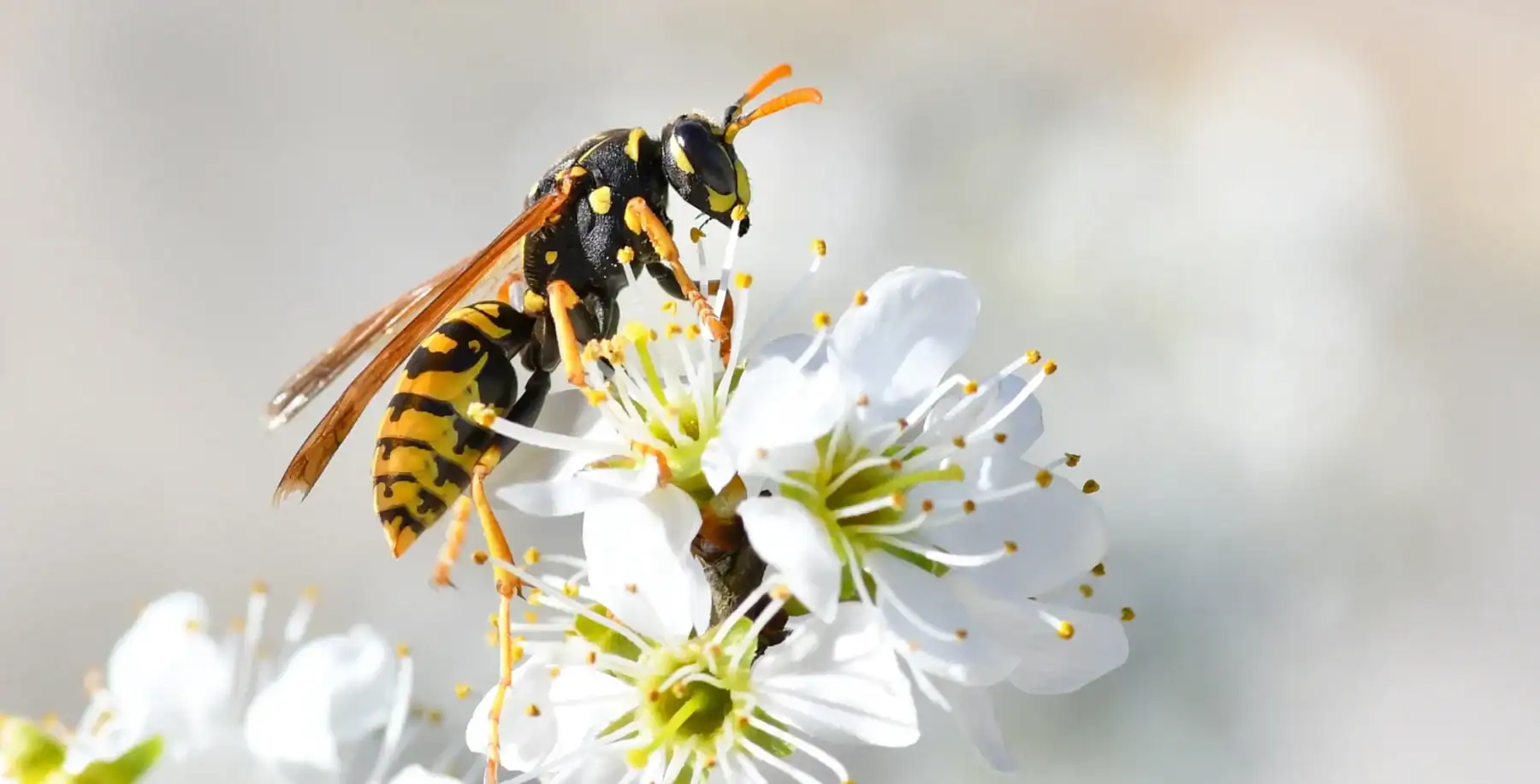 Close-up of a wasp on white blossoms, highlighting its black and yellow striped body and wings in natural light.