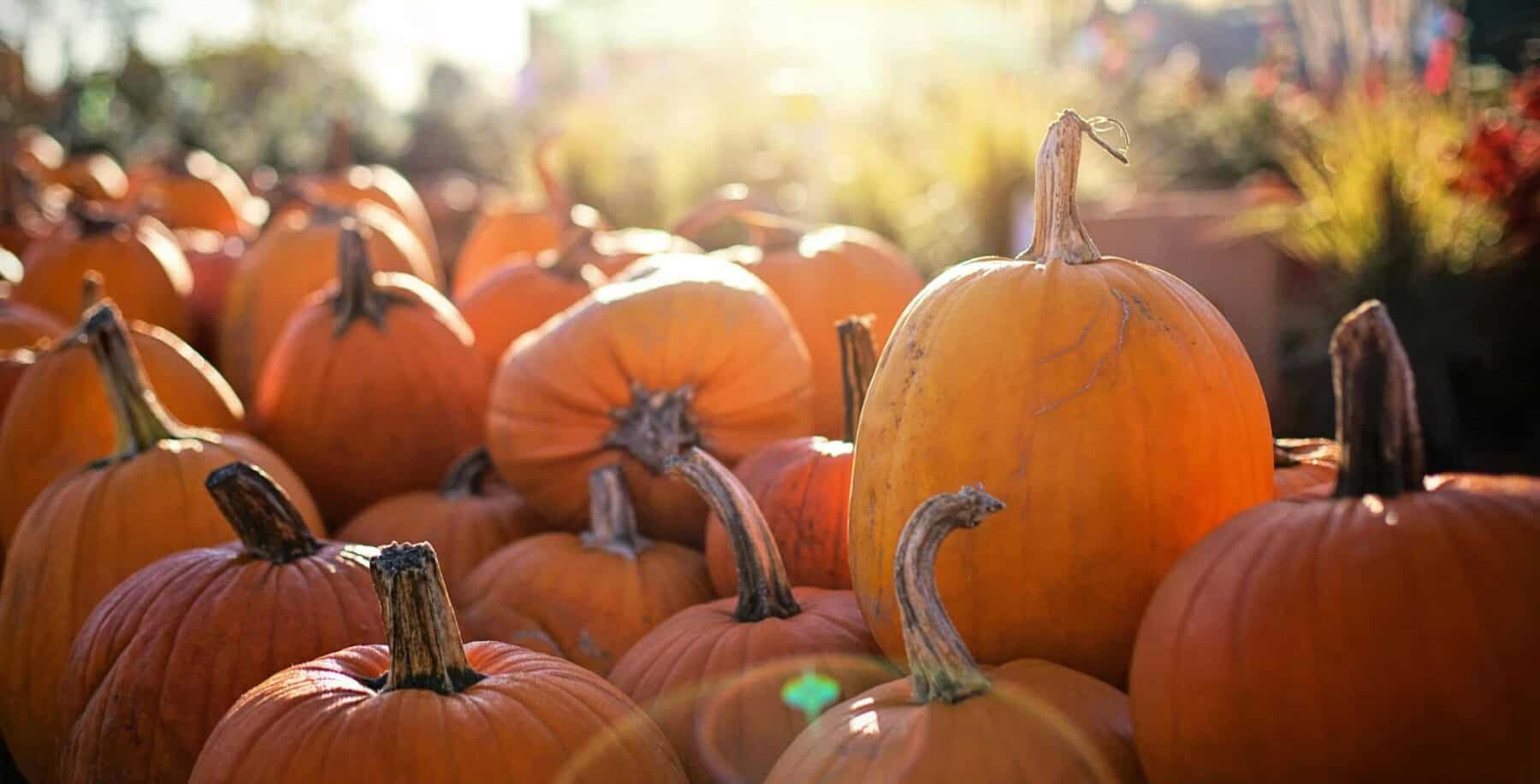 Pumpkins piled high at autumnal display in Mirvish Village, celebrating pumpkin season with orange gourds and sunlit ambiance.