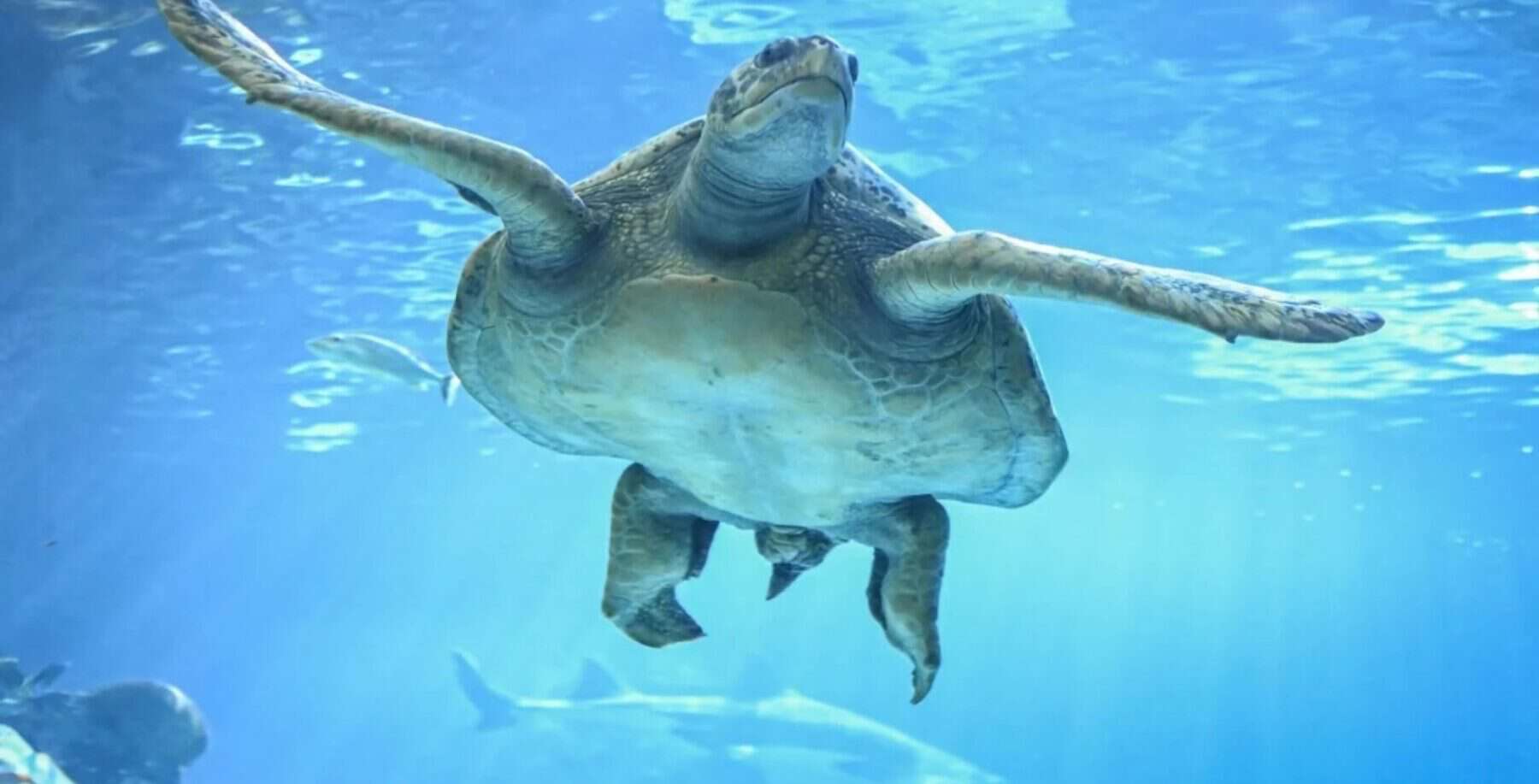 A sea turtle swimming underwater in Ripley's Aquarium in Toronto, with clear blue water and sunlight filtering through.